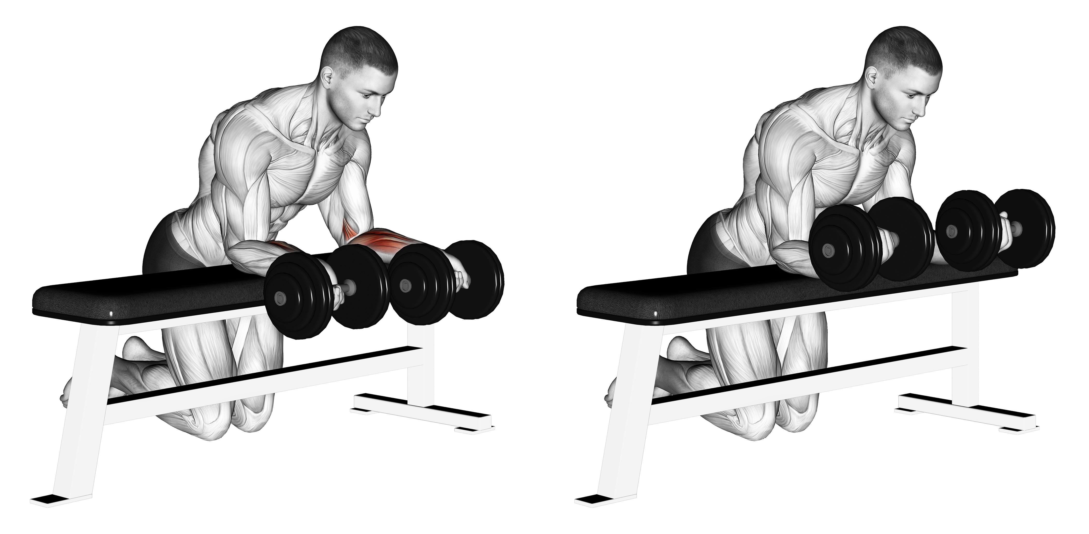 Dumbbell Over Bench Revers Wrist Curl