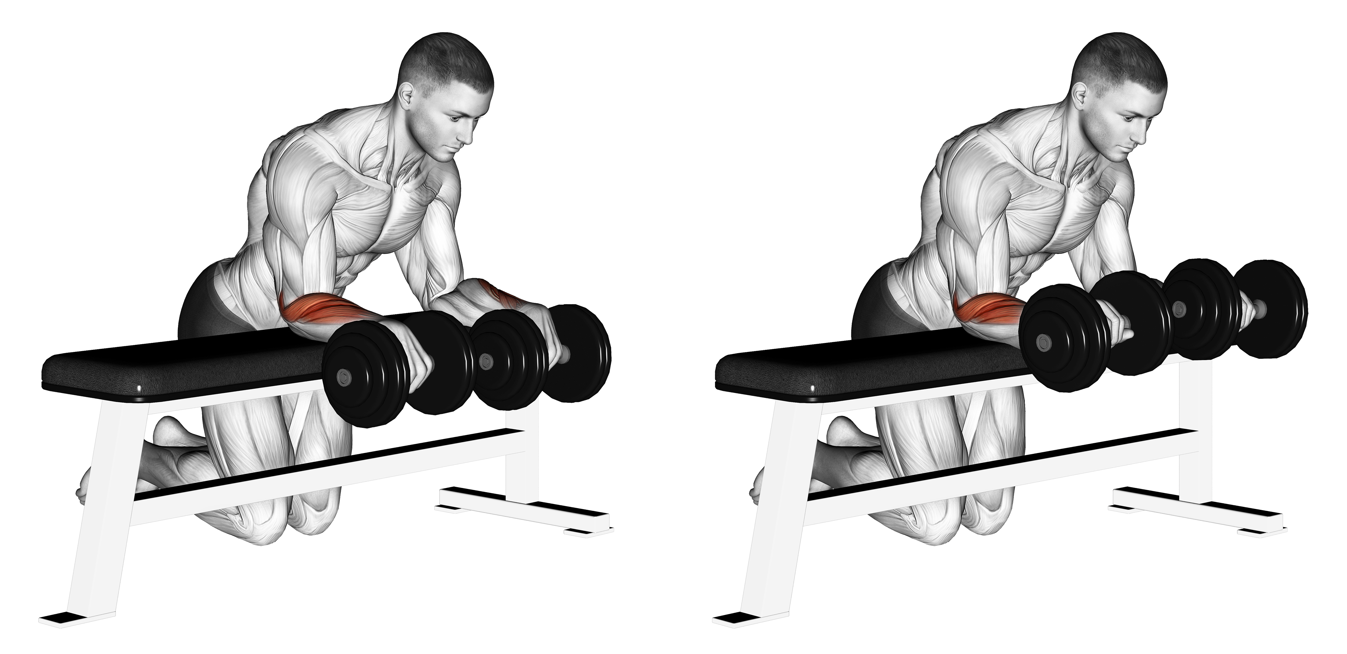 Dumbbell Over Bench Wrist Curl