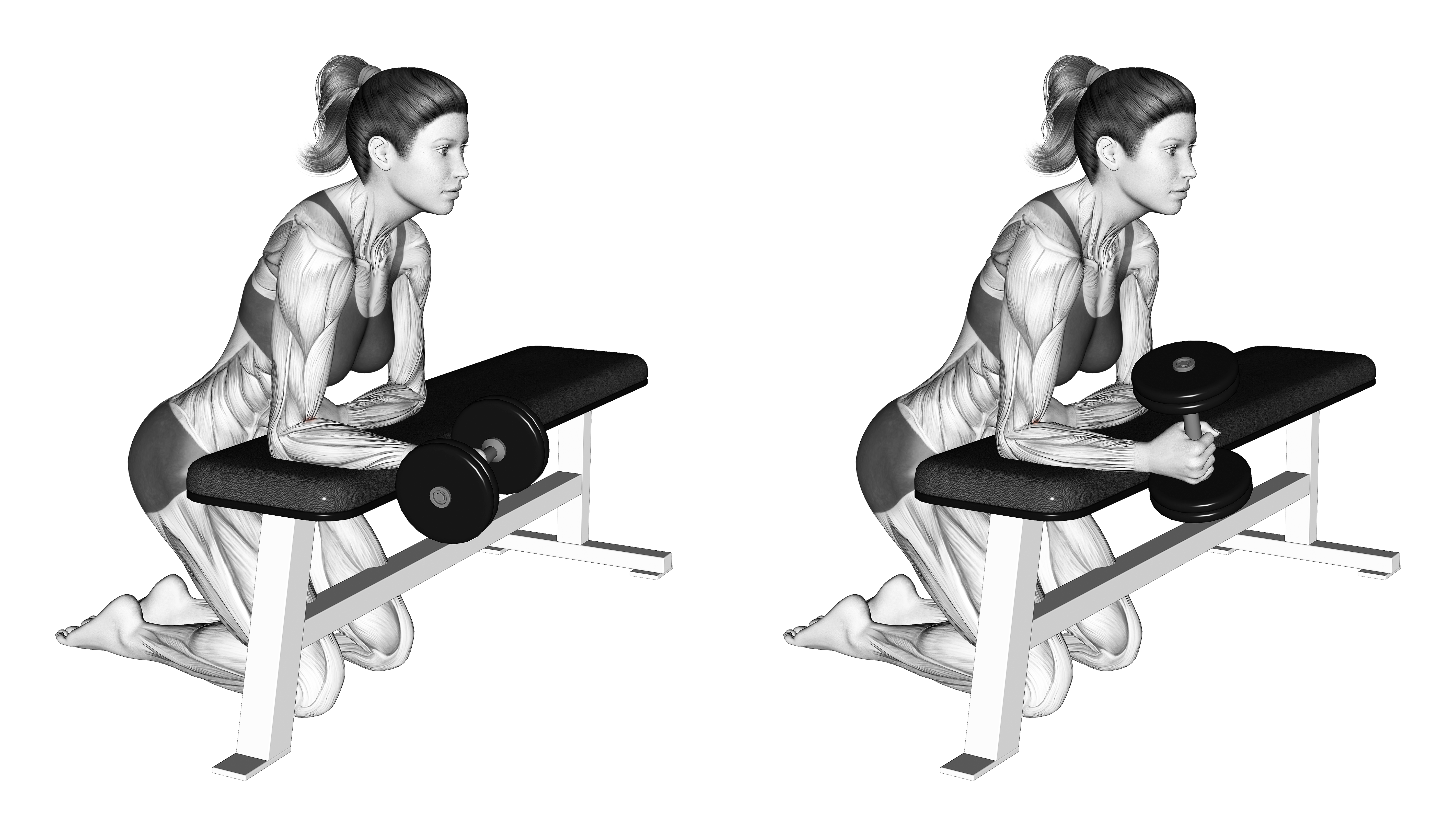 Dumbbell Over The Bench Supination