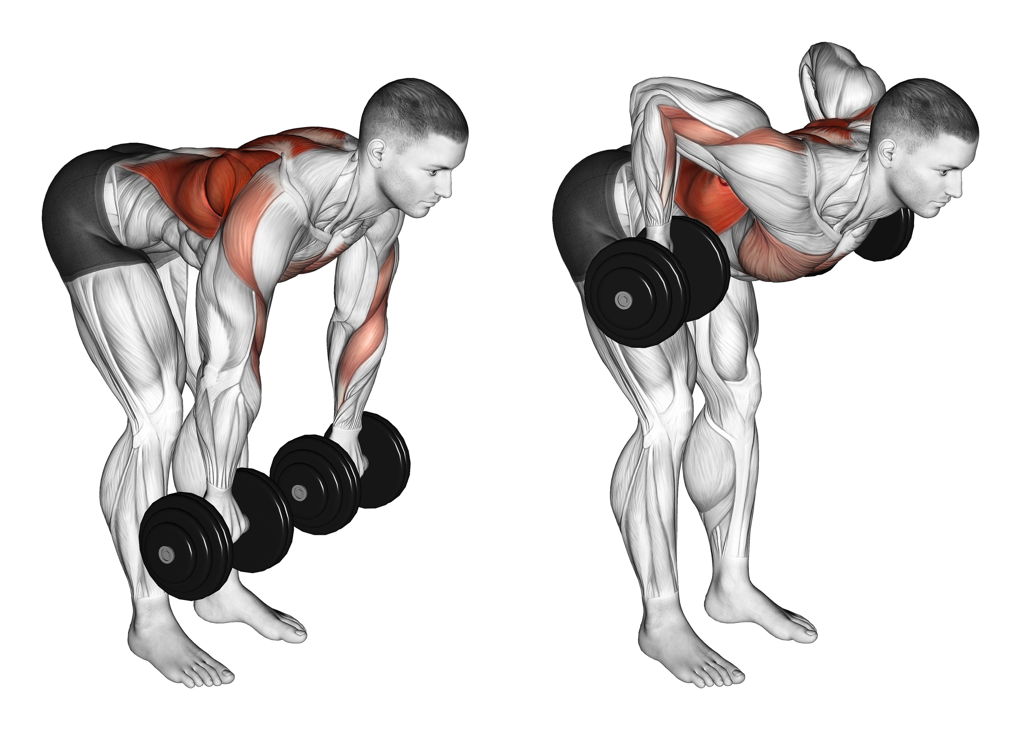 Dumbbell Palm Rotational Bent Over Row