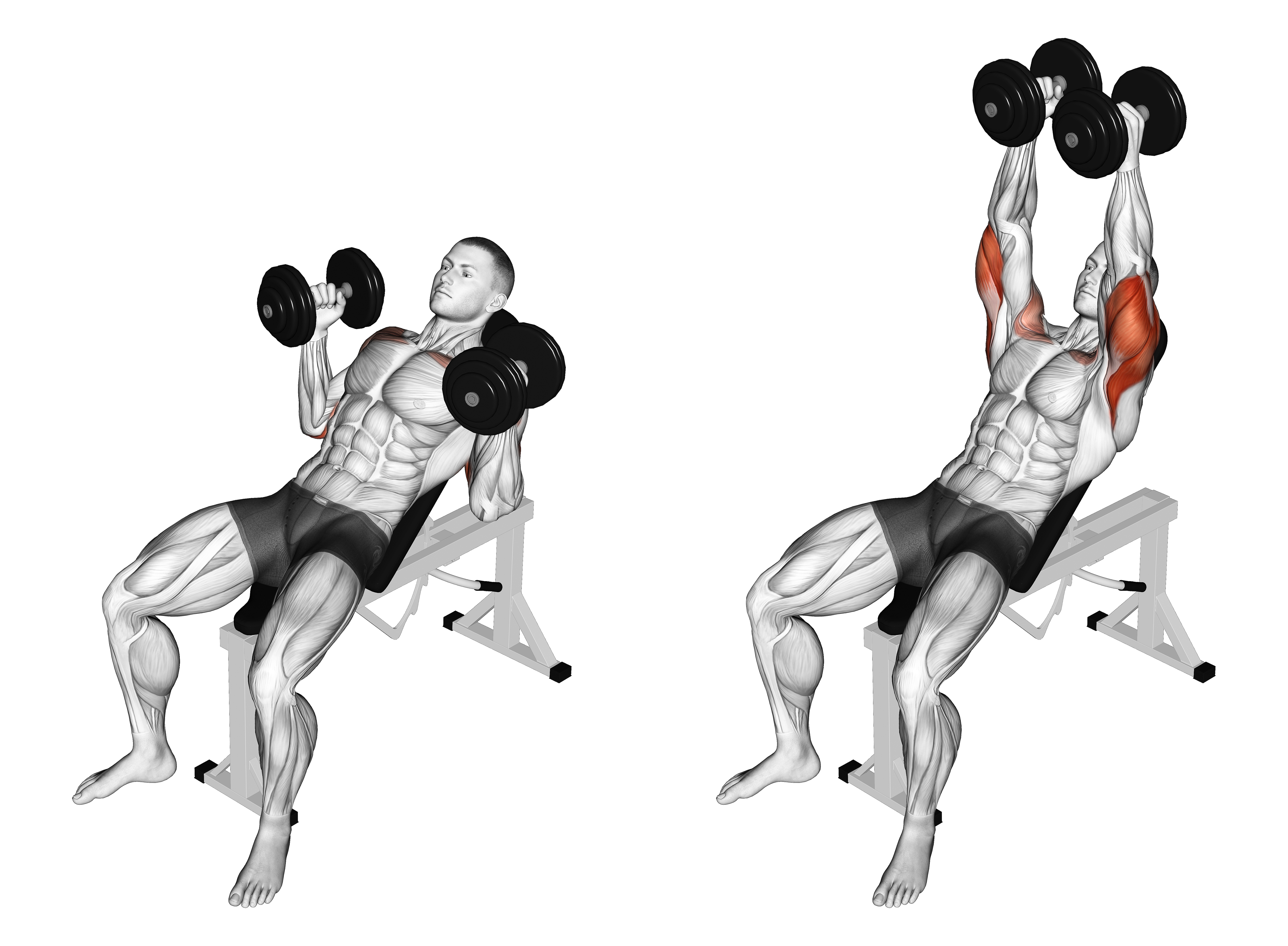 Dumbbell Palms In Incline Bench Press