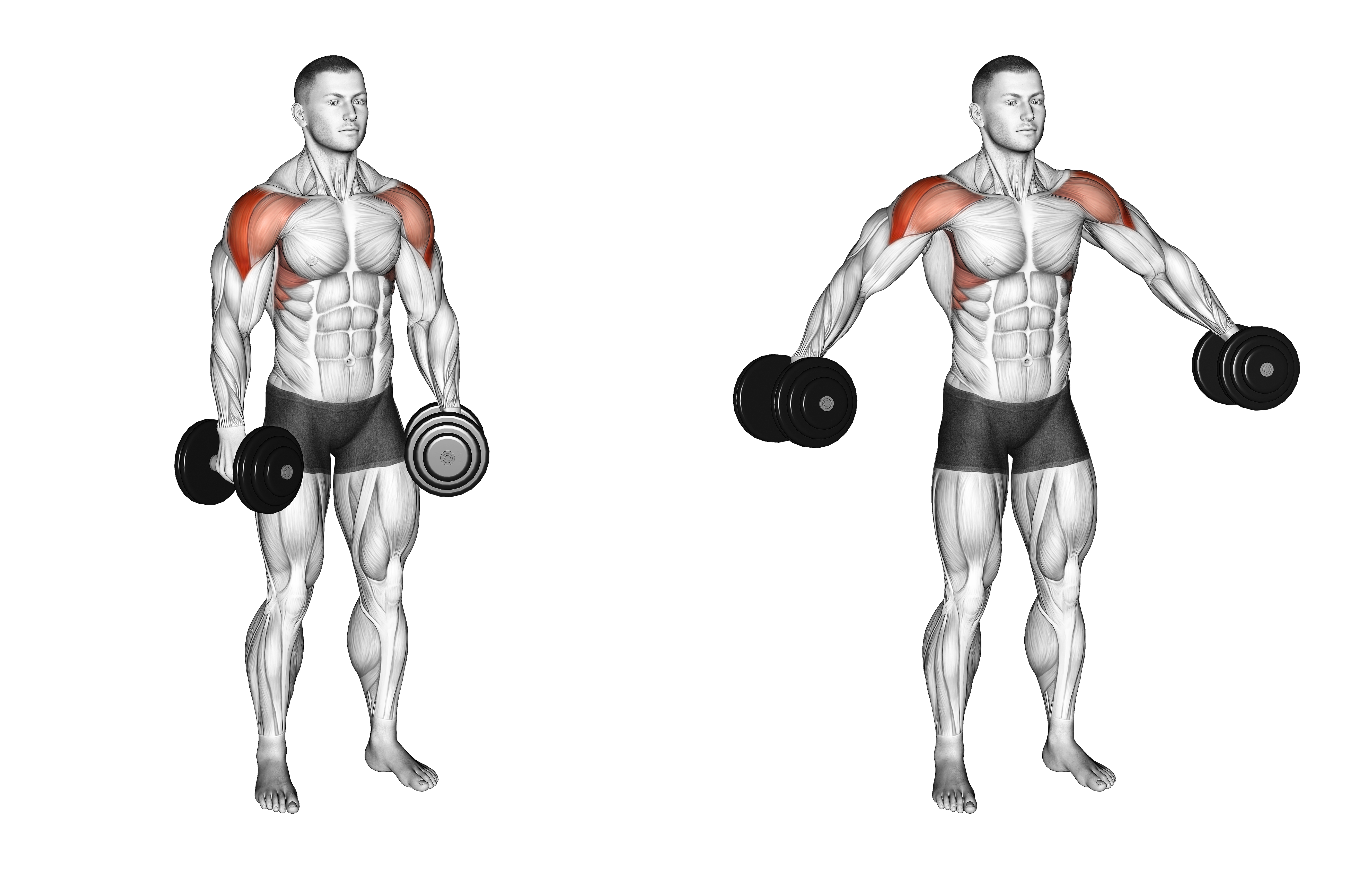 Dumbbell Partials Lateral Raise