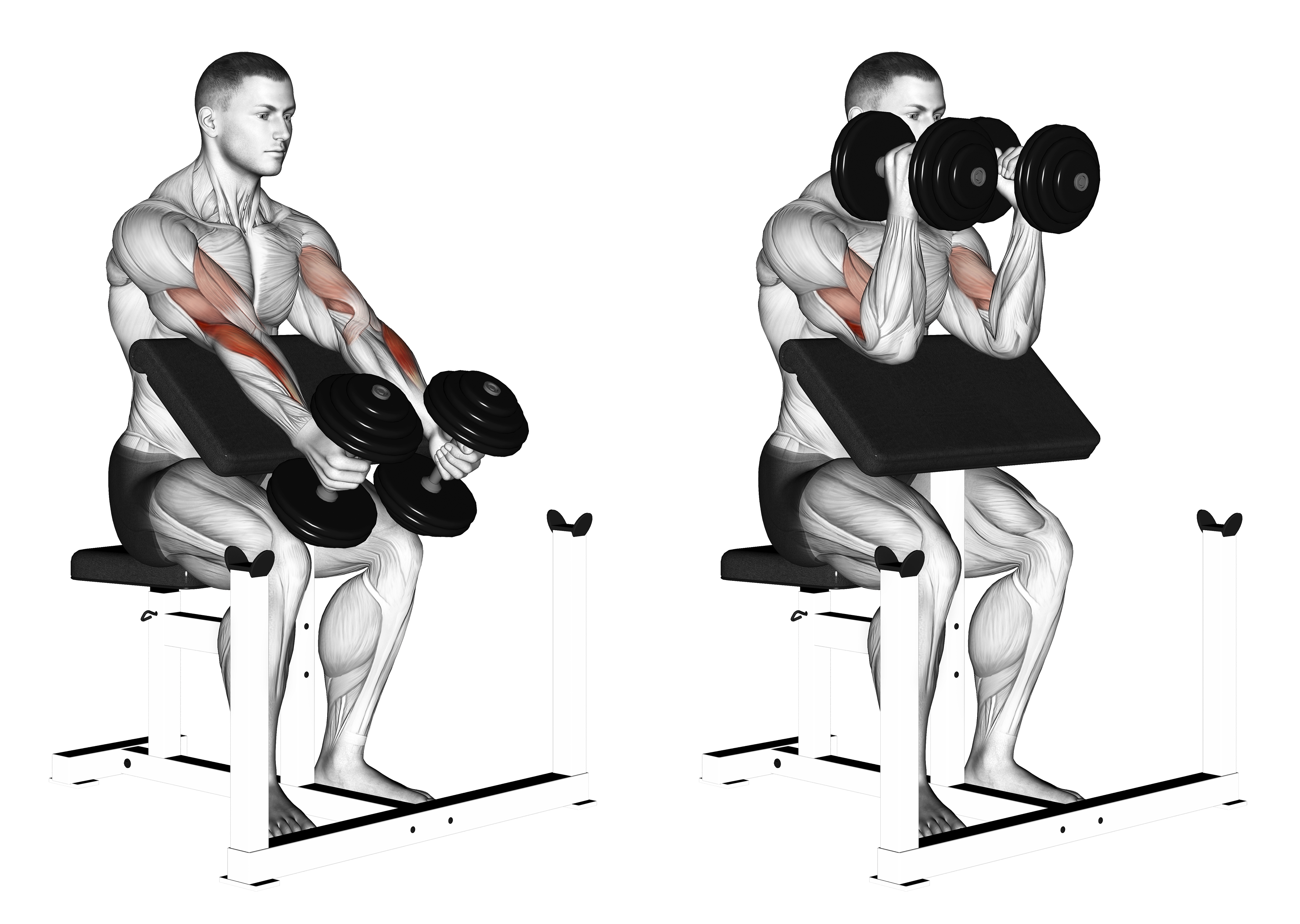 Dumbbell Peacher Hammer Curl