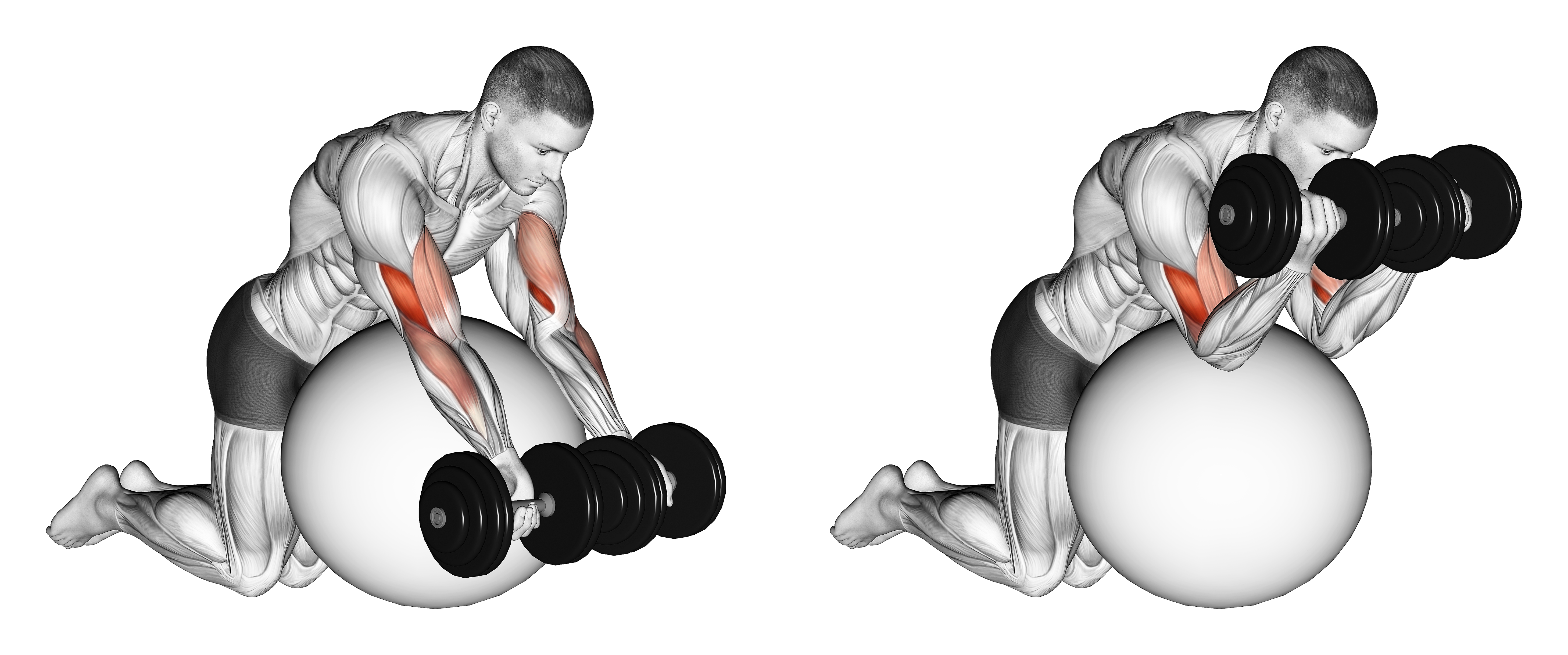 Dumbbell Preacher Curl Over Exercise Ball