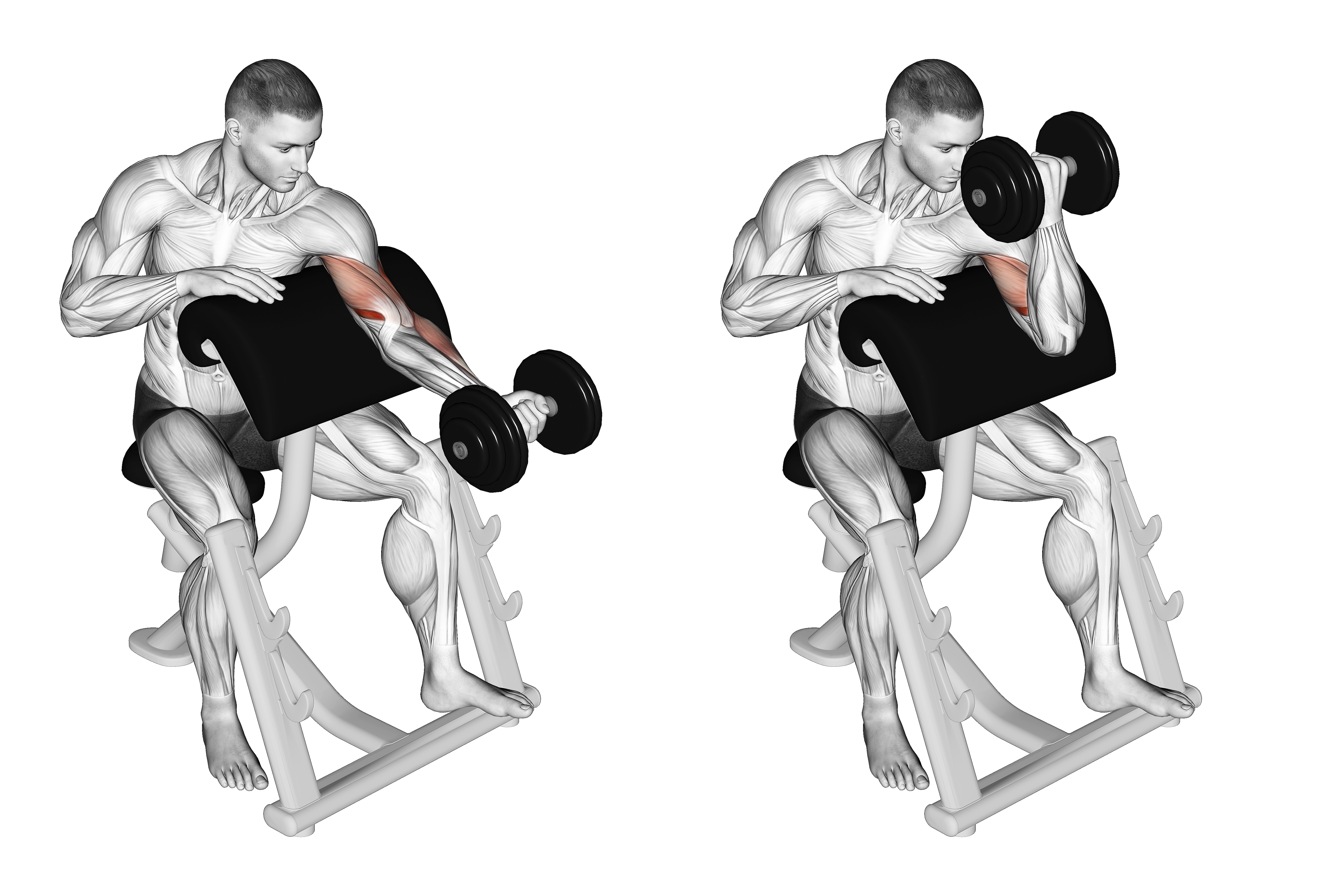 Dumbbell Preacher Curl (turned Torso)