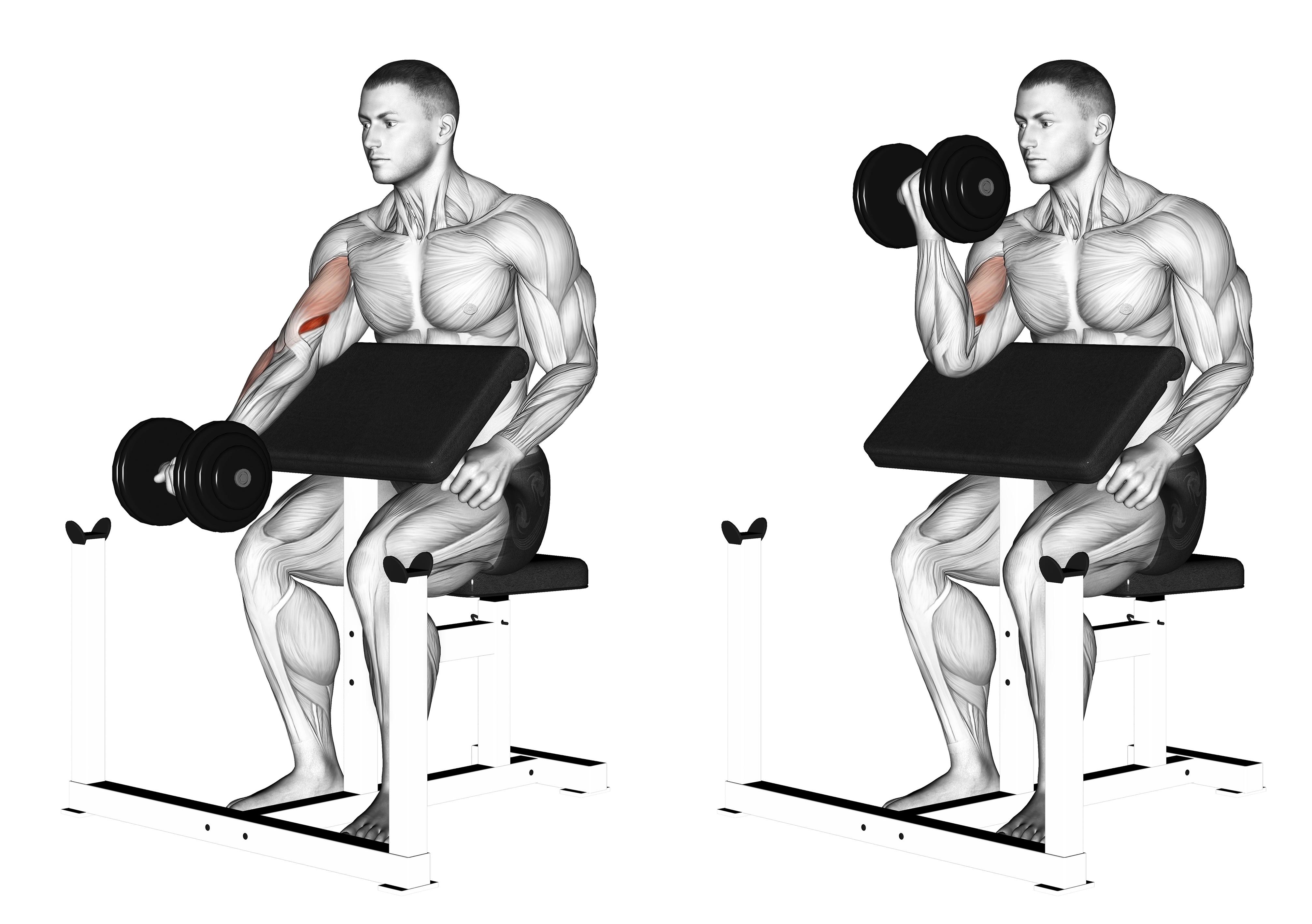 Dumbbell Preacher Curl