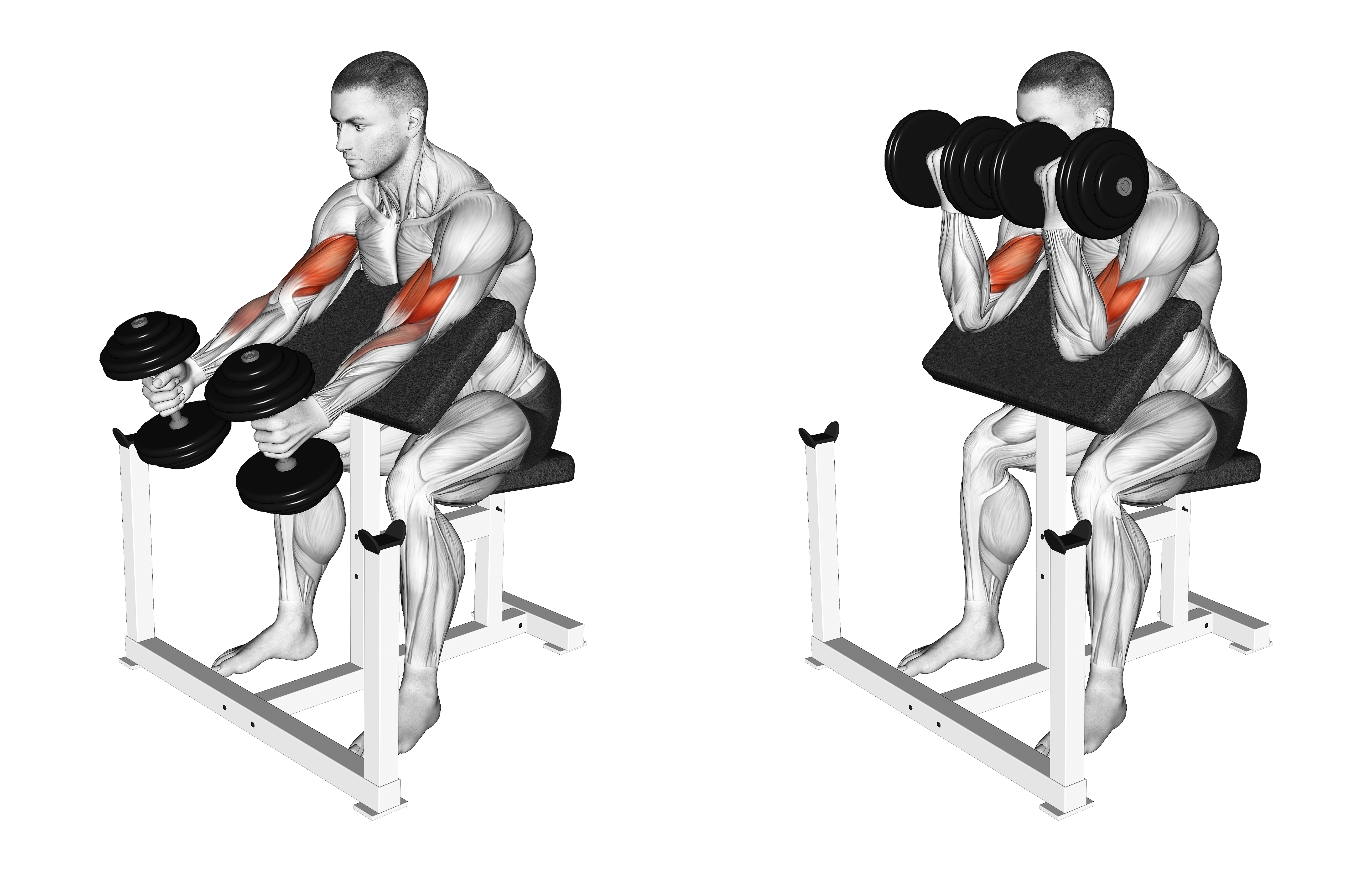 Dumbbell Preacher Swing Curl