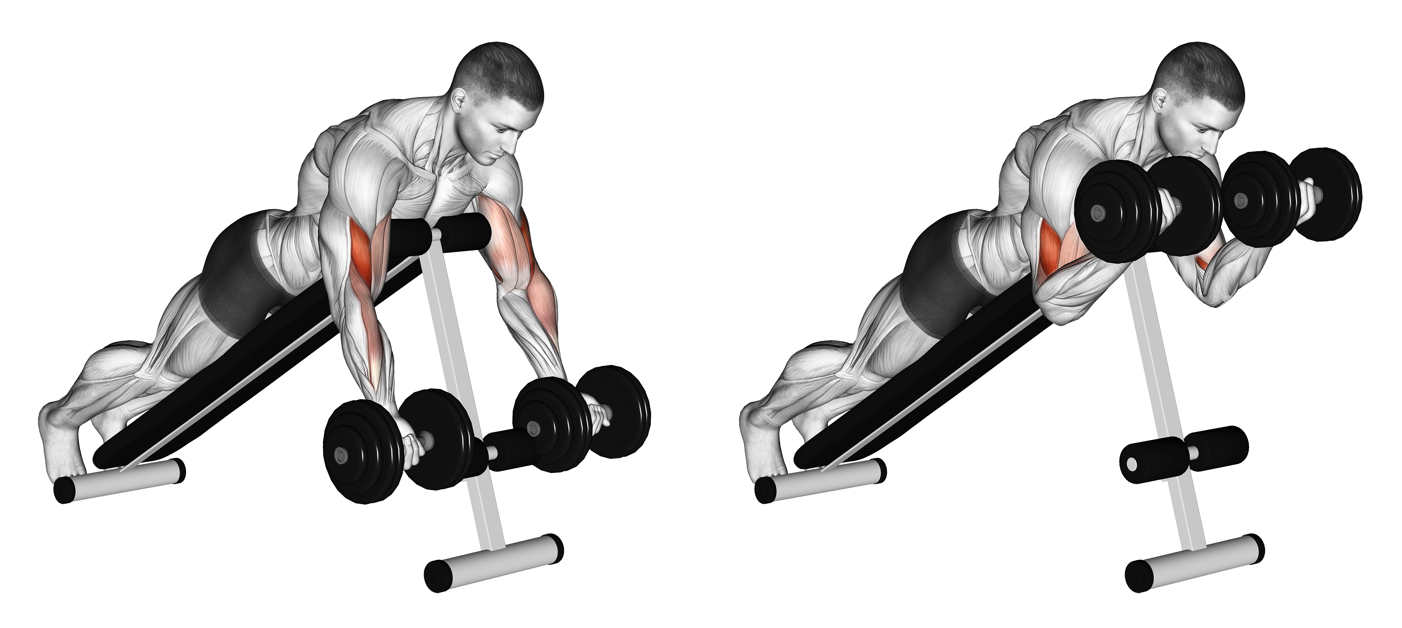Dumbbell Prone Incline Curl