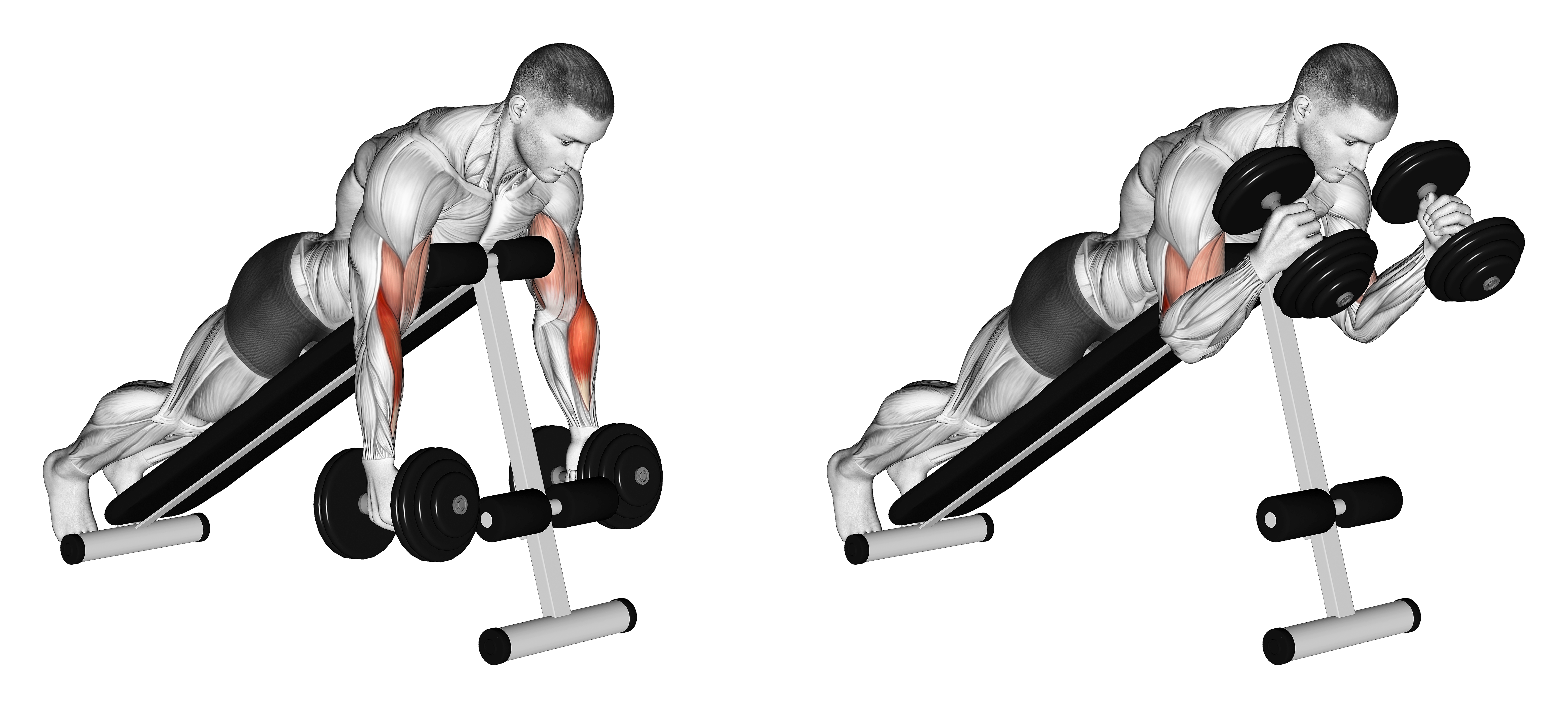Dumbbell Prone Incline Hammer Curl