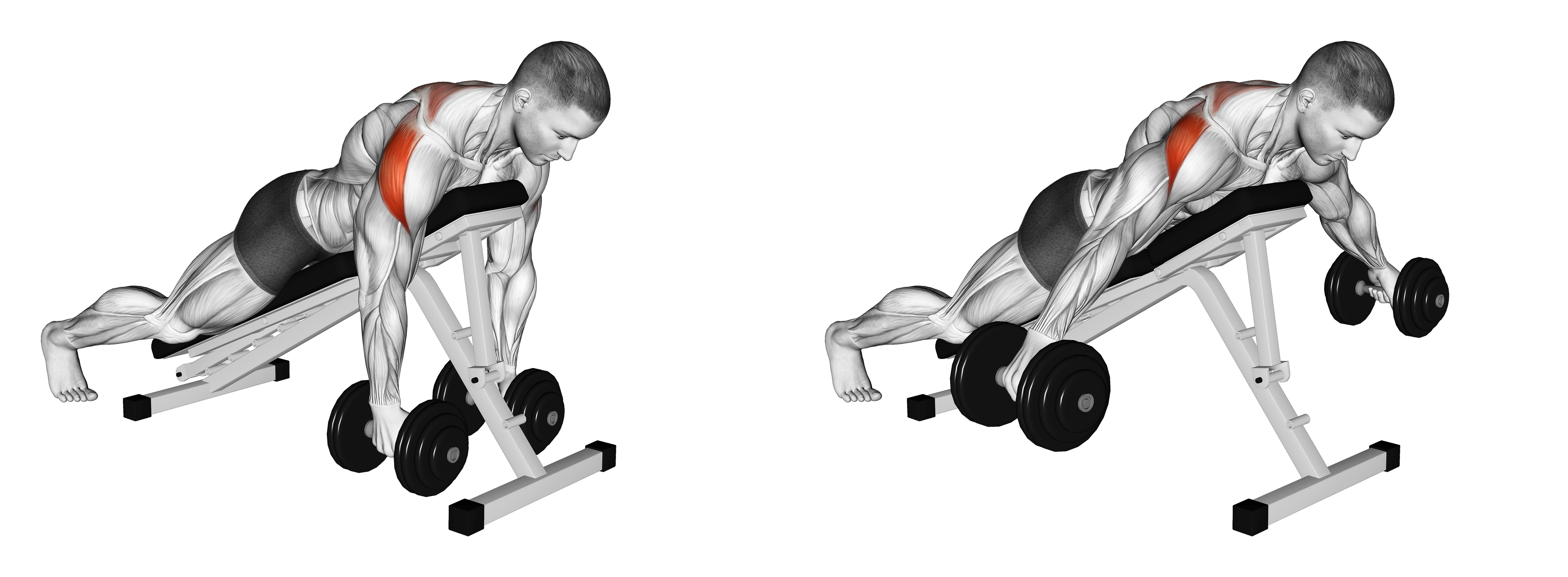 Dumbbell Prone Rear Delt Swing