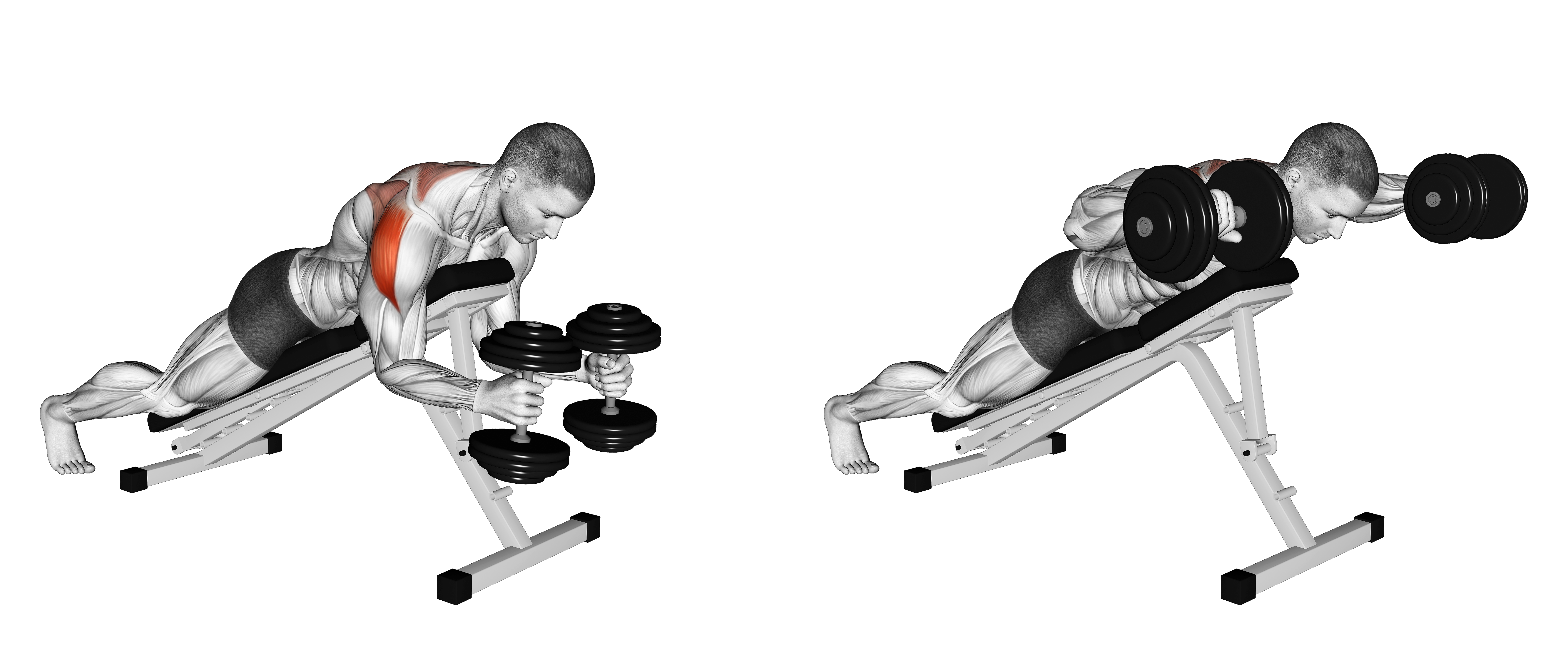 Dumbbell Prone W Raise