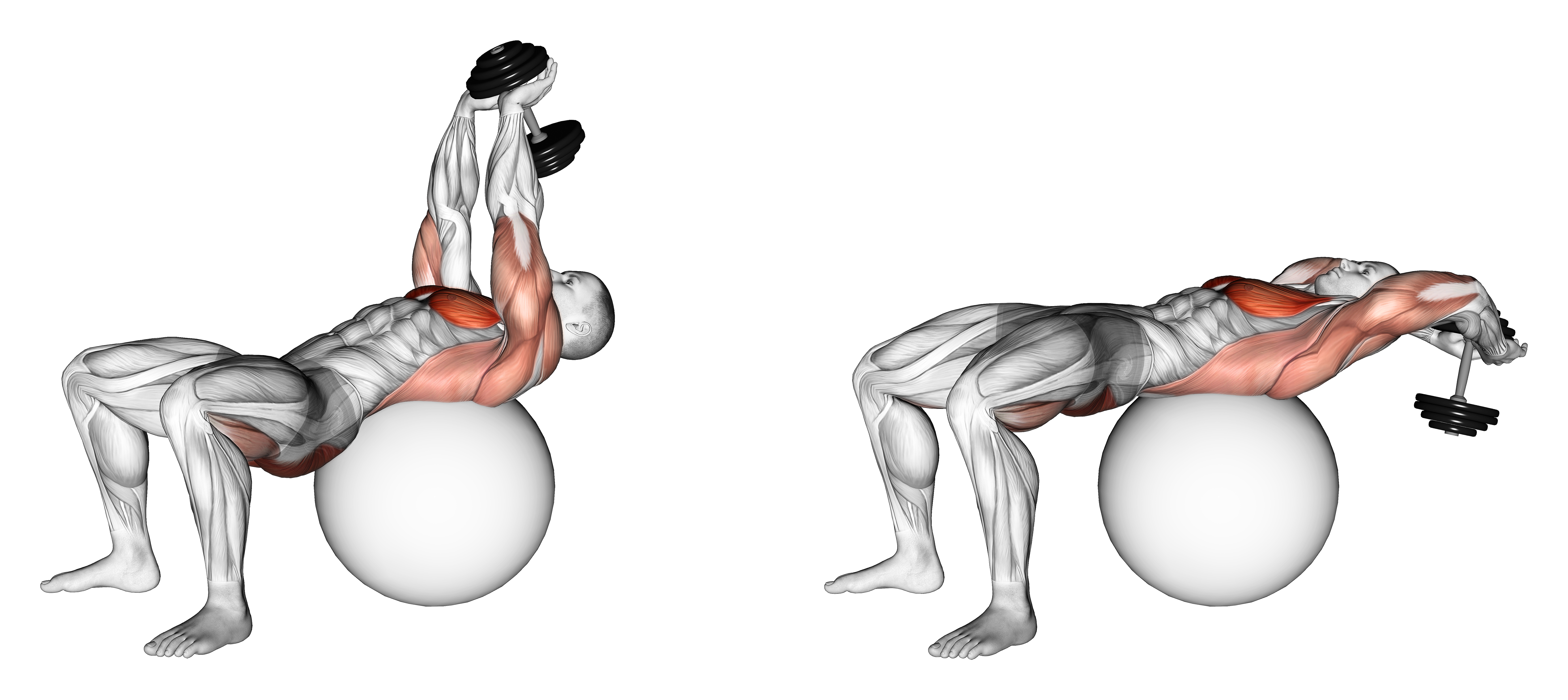 Dumbbell Pullover Hip Extension On Exercise Ball