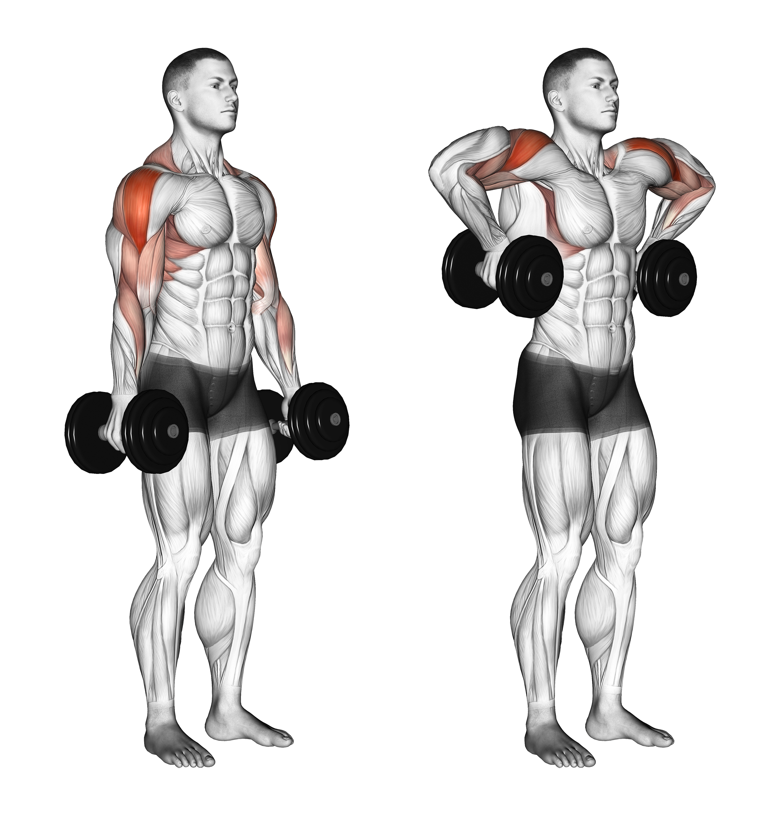 Dumbbell Raise