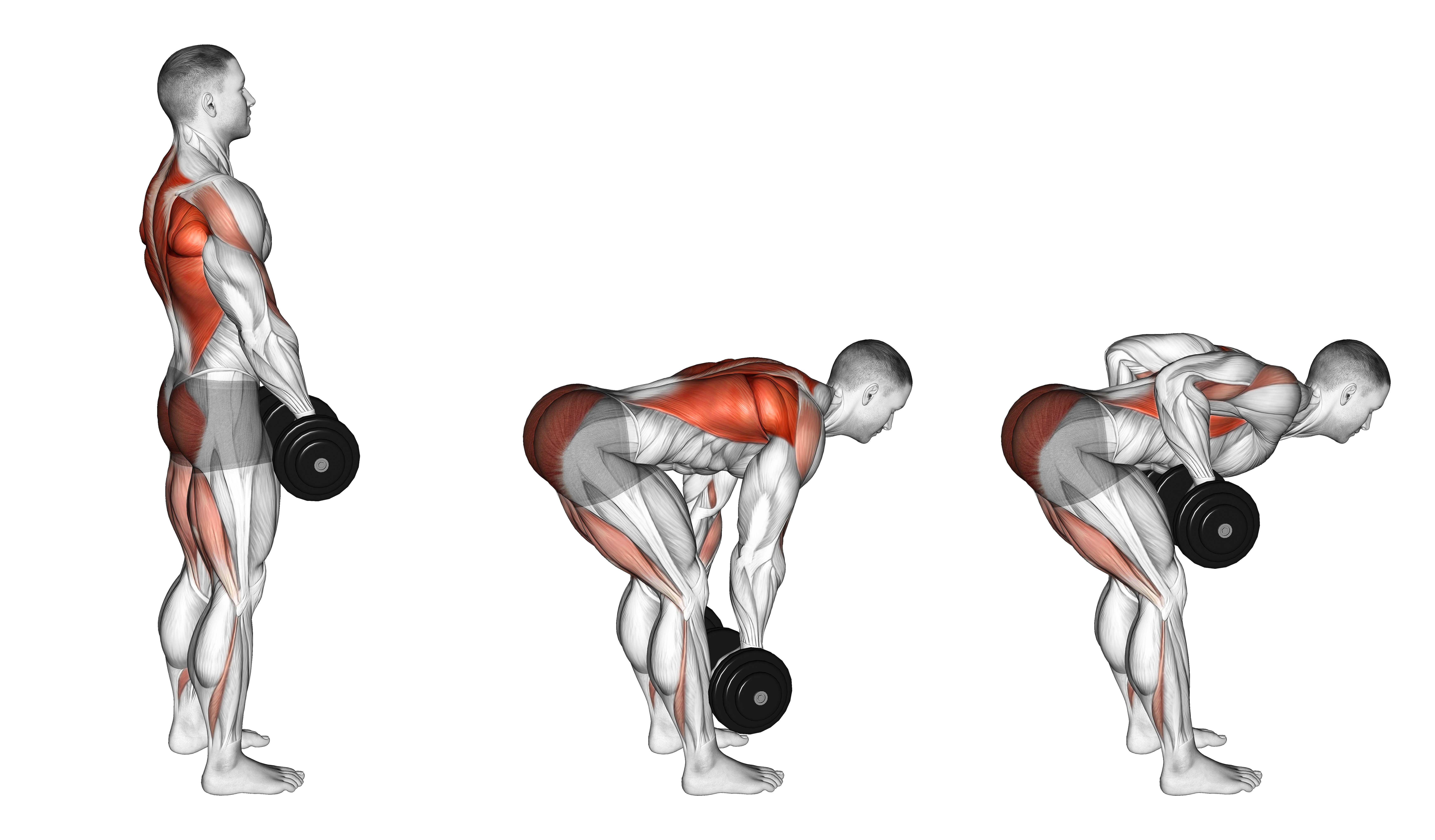 Dumbbell Rdl And Bent Over Row