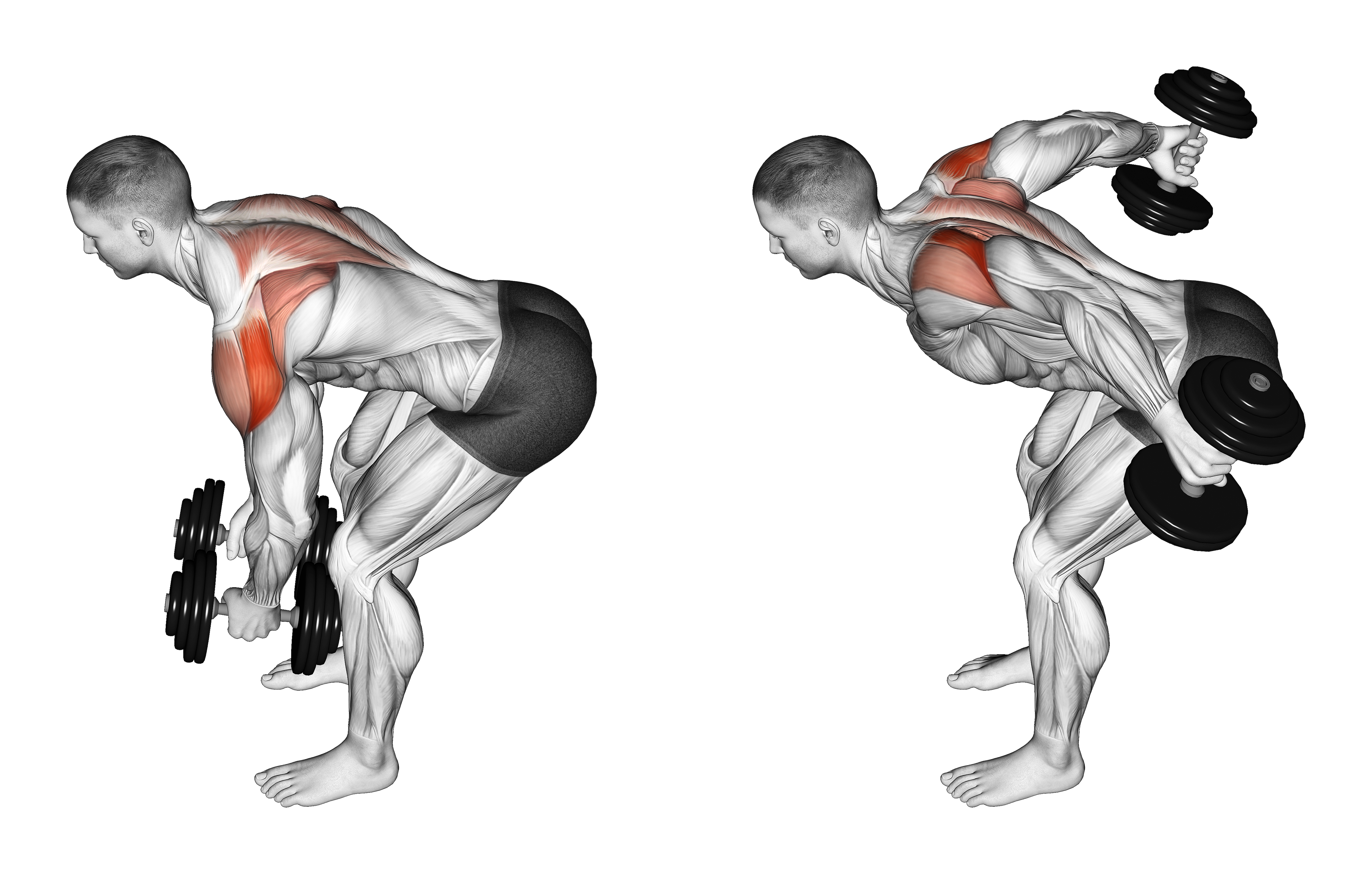 Dumbbell Rear Delt Fly 45 Degrees