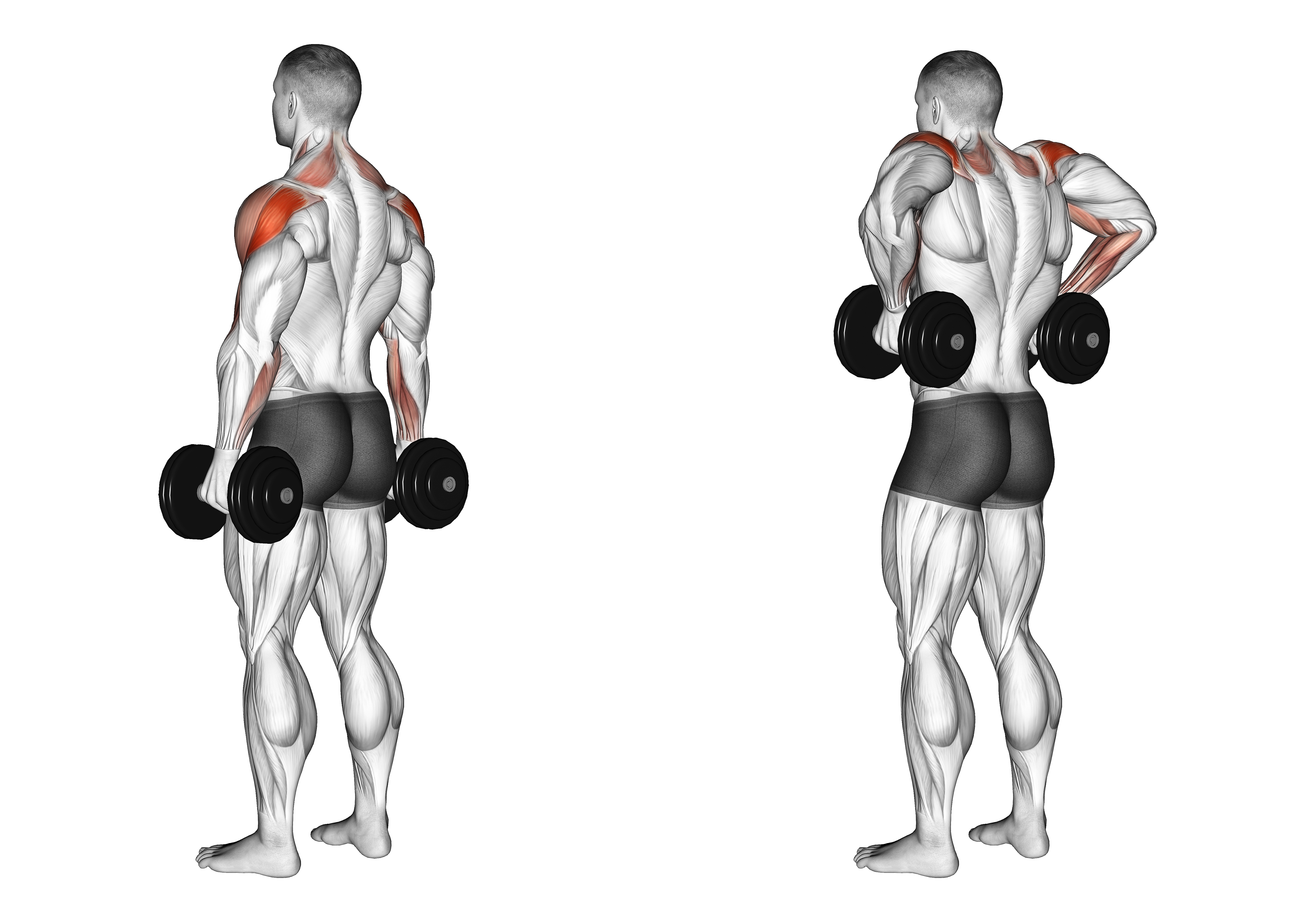Dumbbell Rear Delt Raise