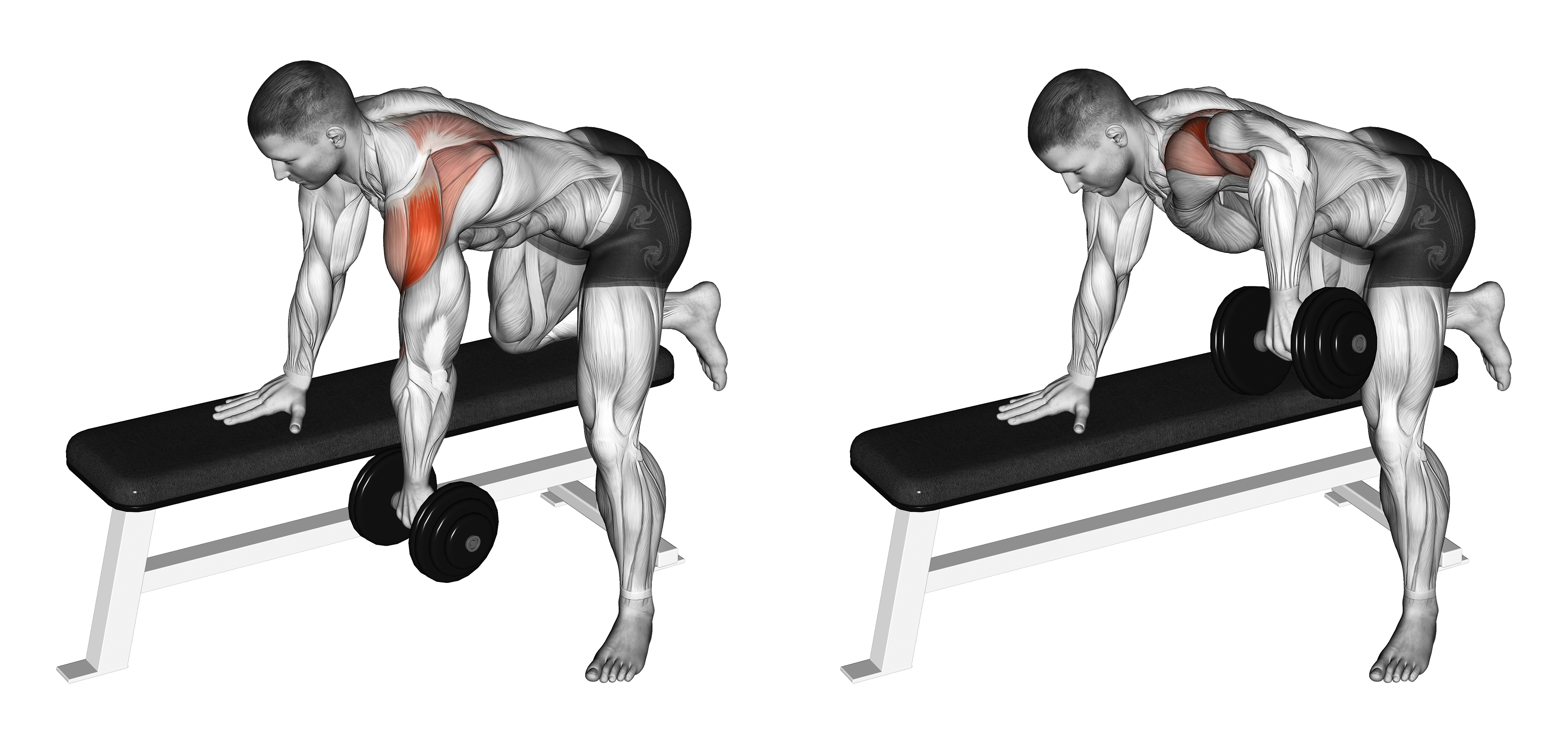 Dumbbell Rear Delt Row