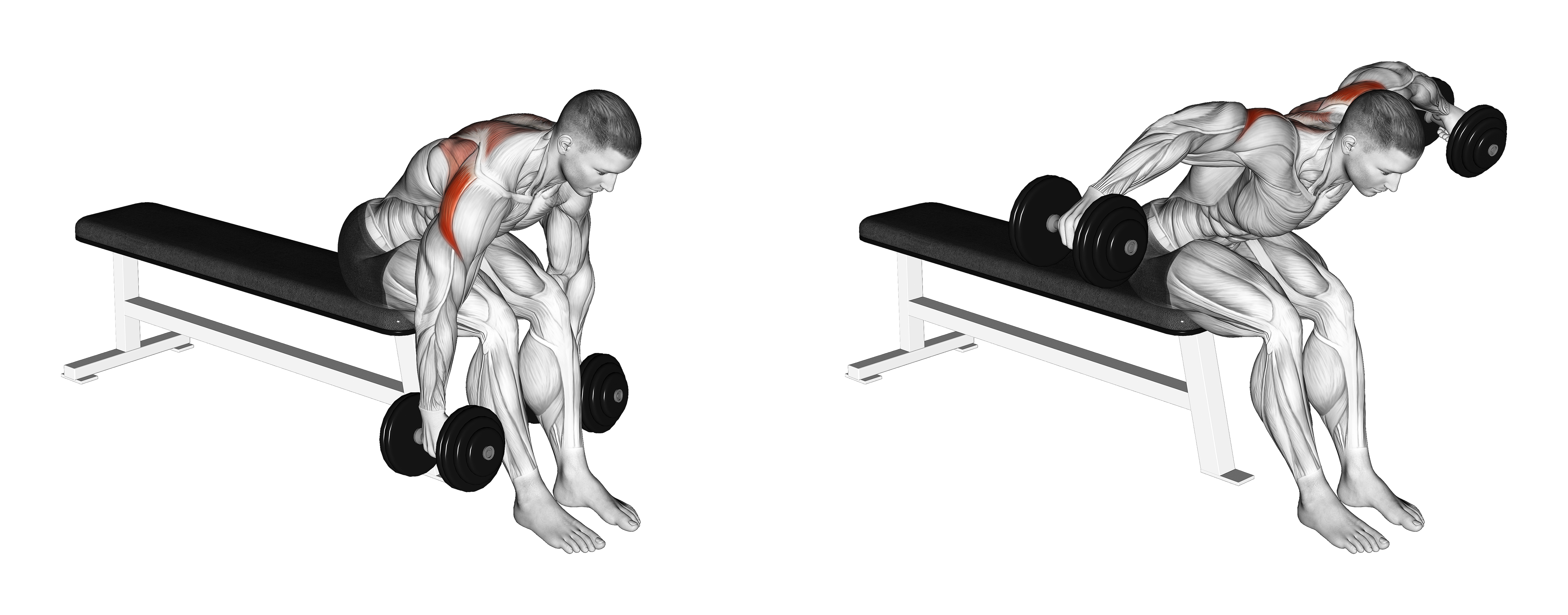 Dumbbell Rear Fly