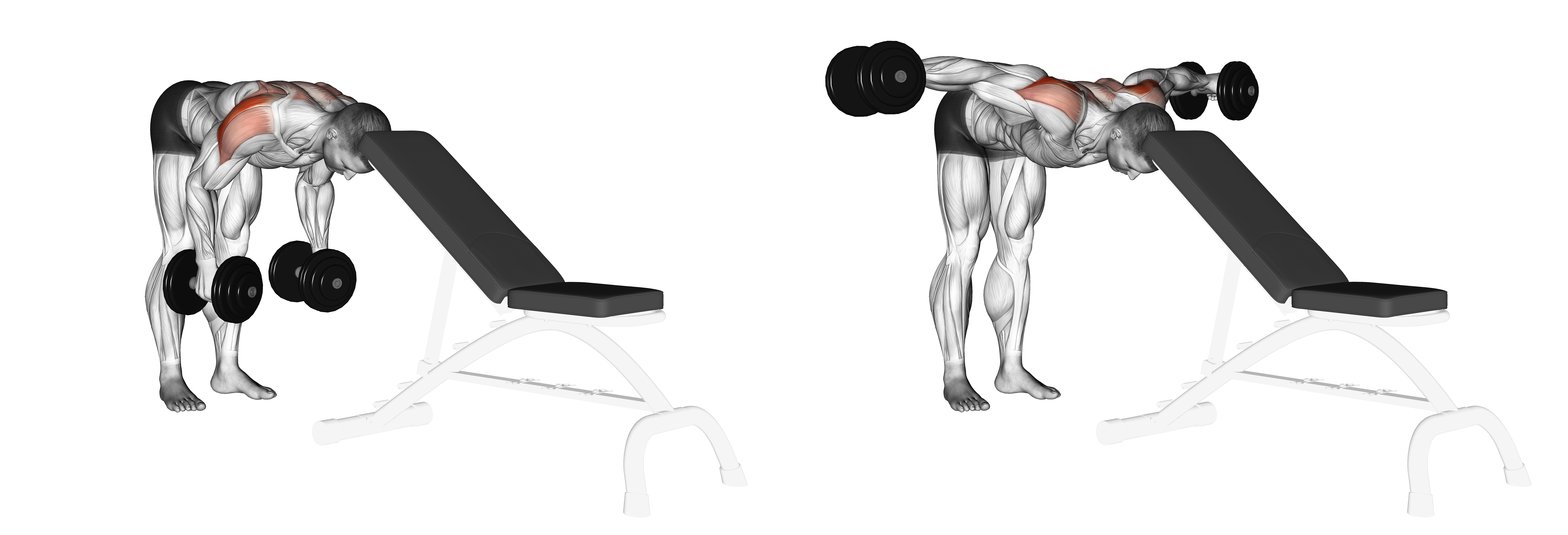 Dumbbell Rear Lateral Raise (support Head)