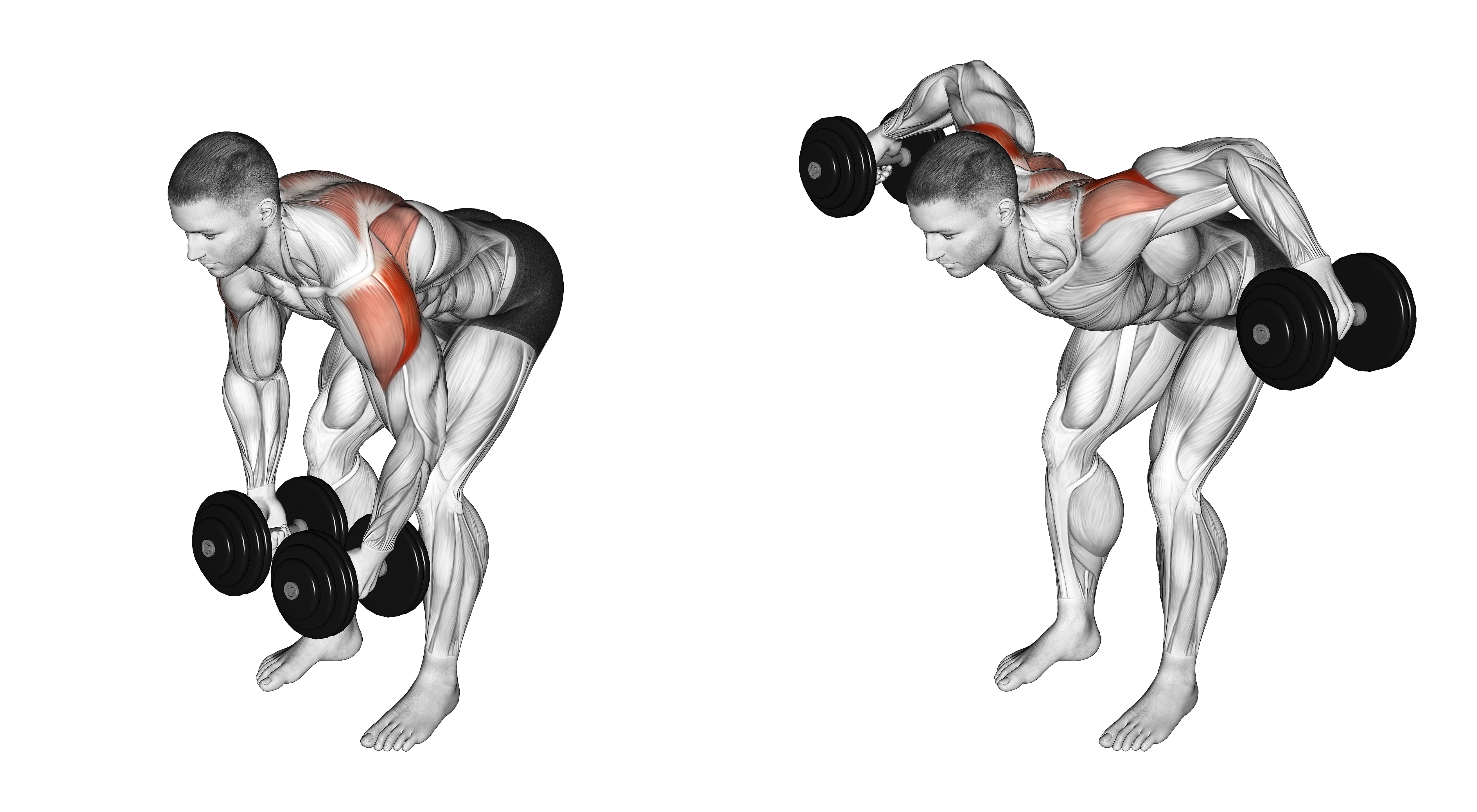 Dumbbell Rear Lateral Raise