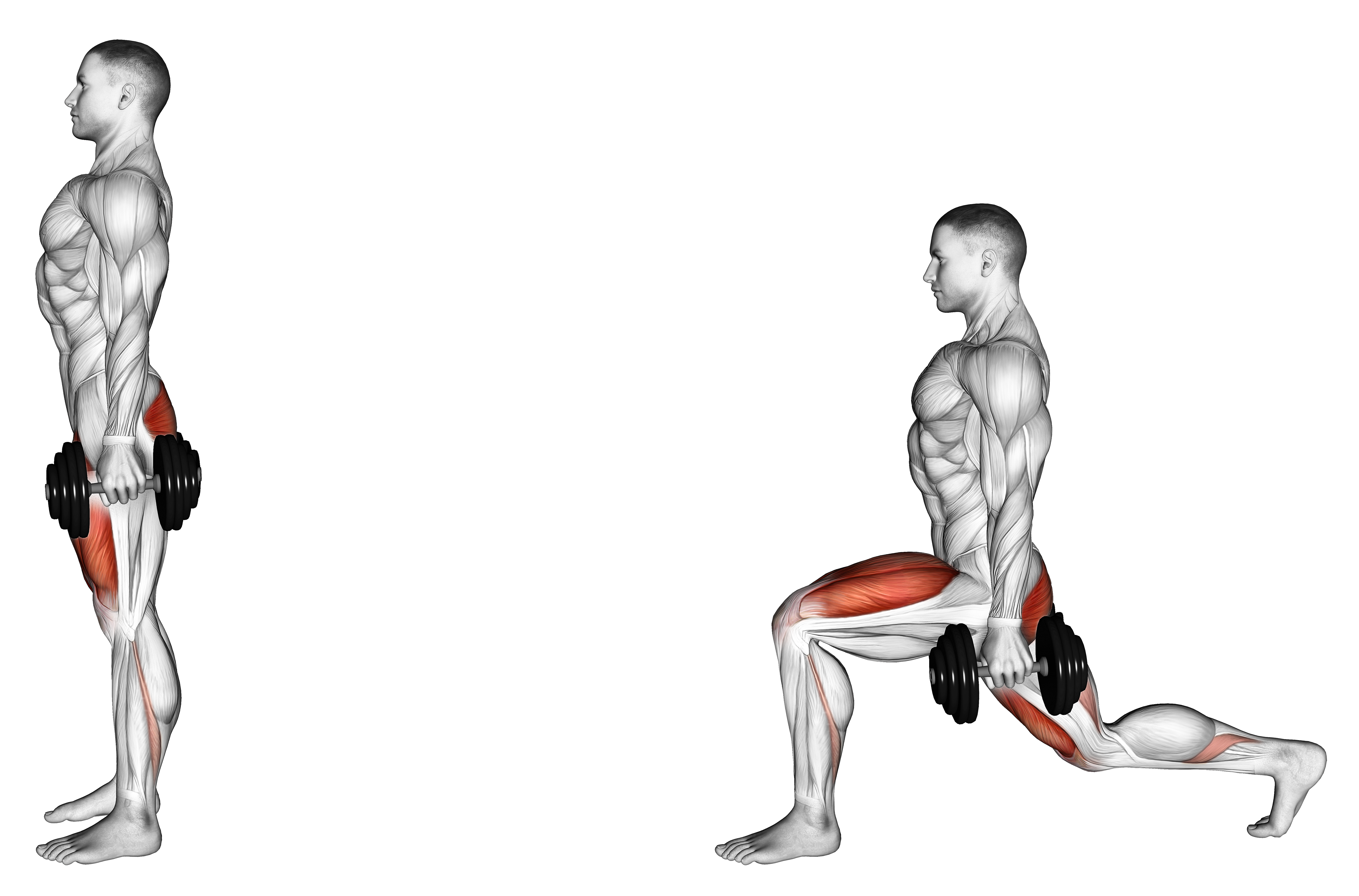 Dumbbell Rear Lunge
