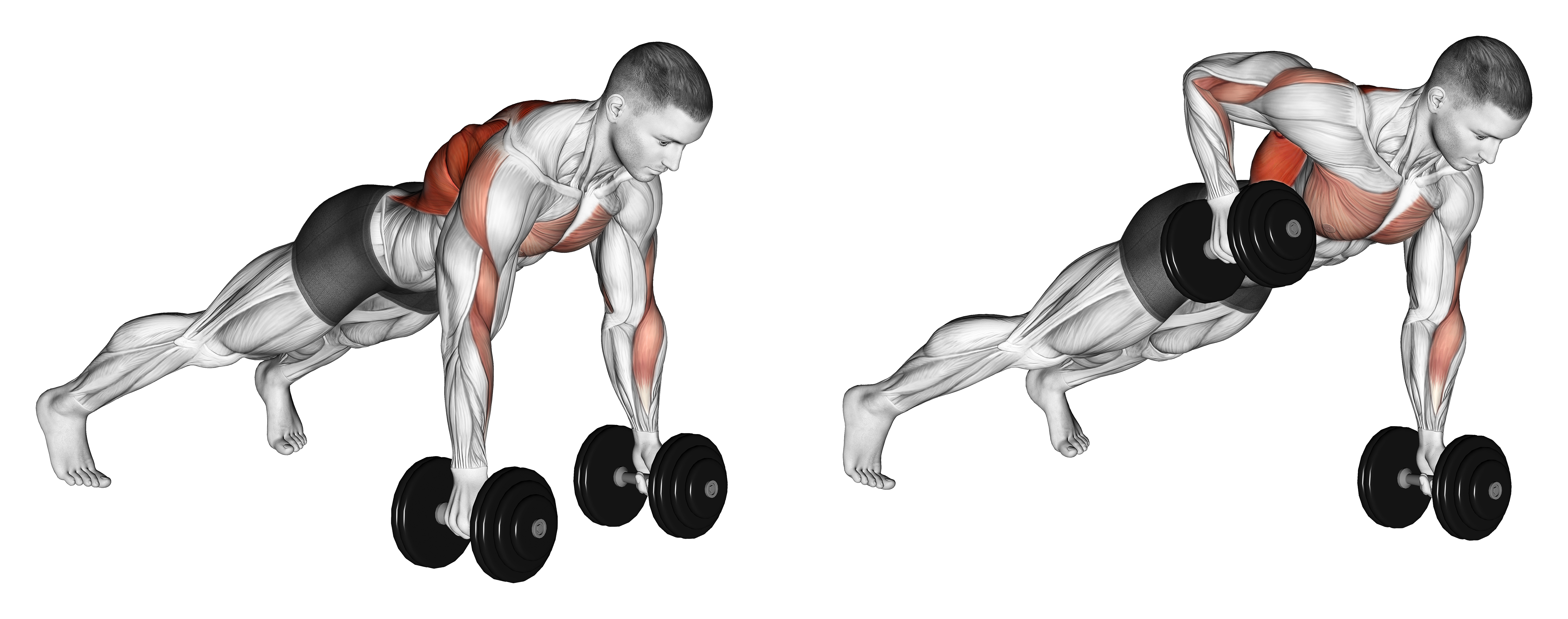 Dumbbell Renegade Row