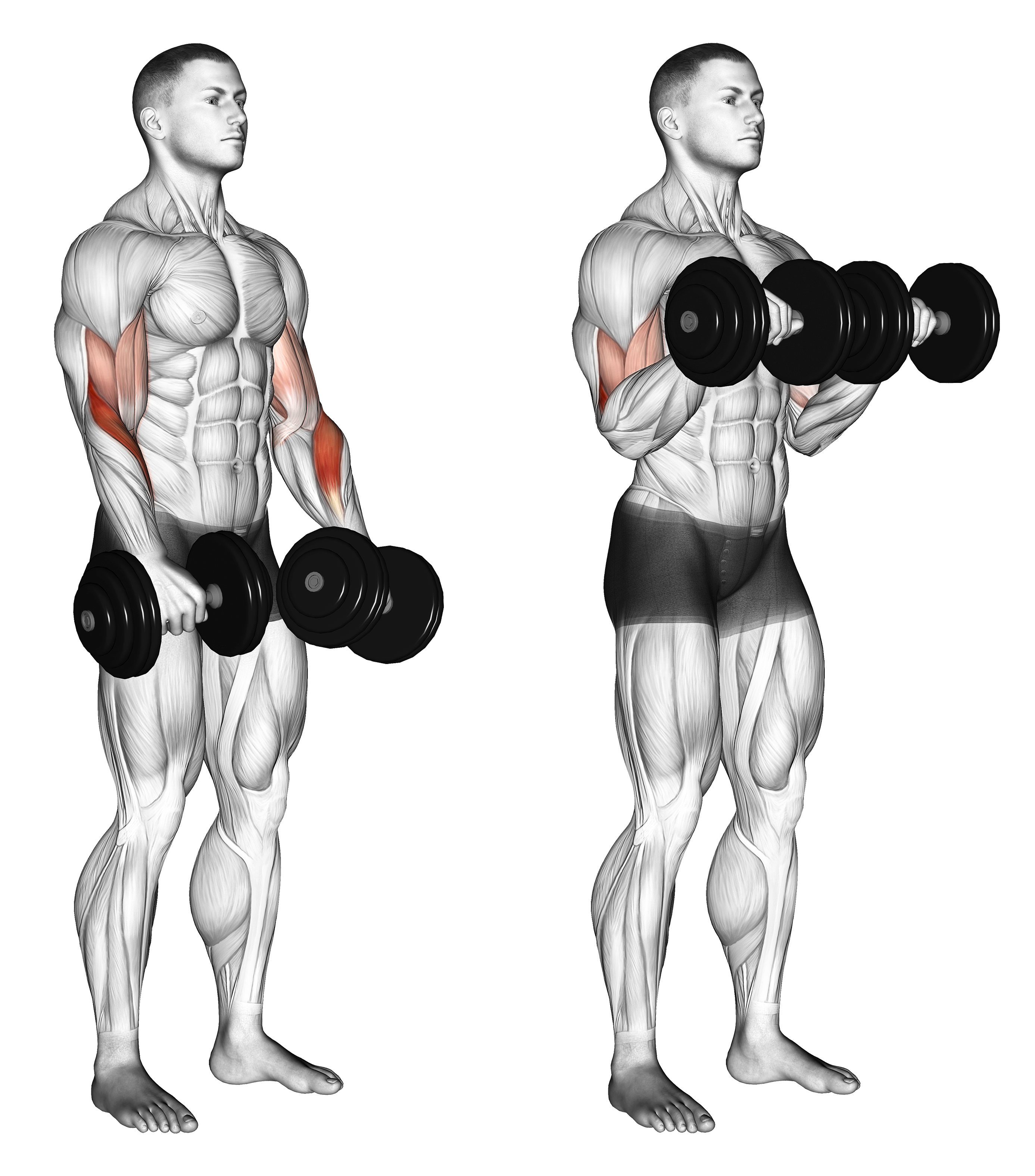Dumbbell Revers Grip Biceps Curl