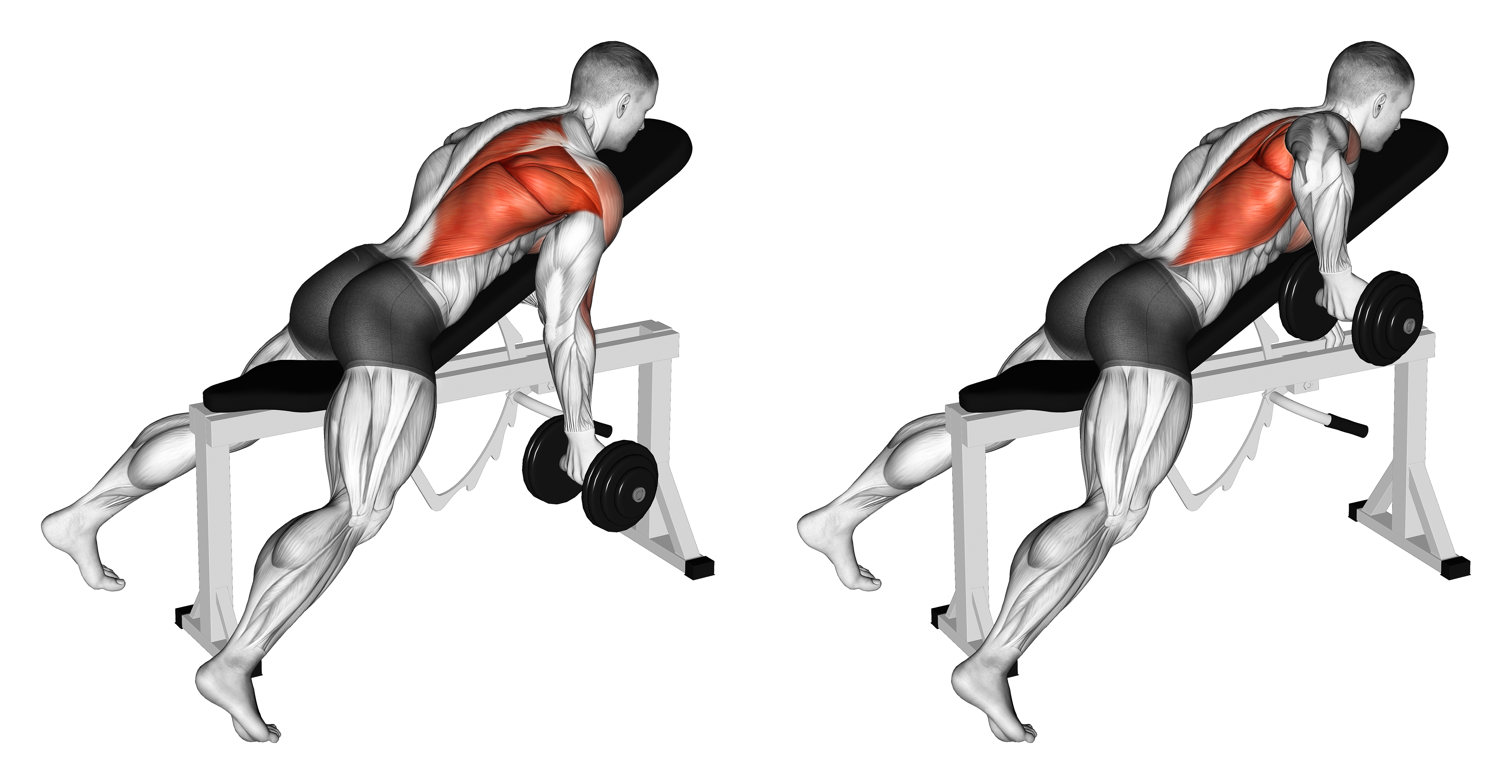 Dumbbell Reverse Grip Incline Bench One Arm Row