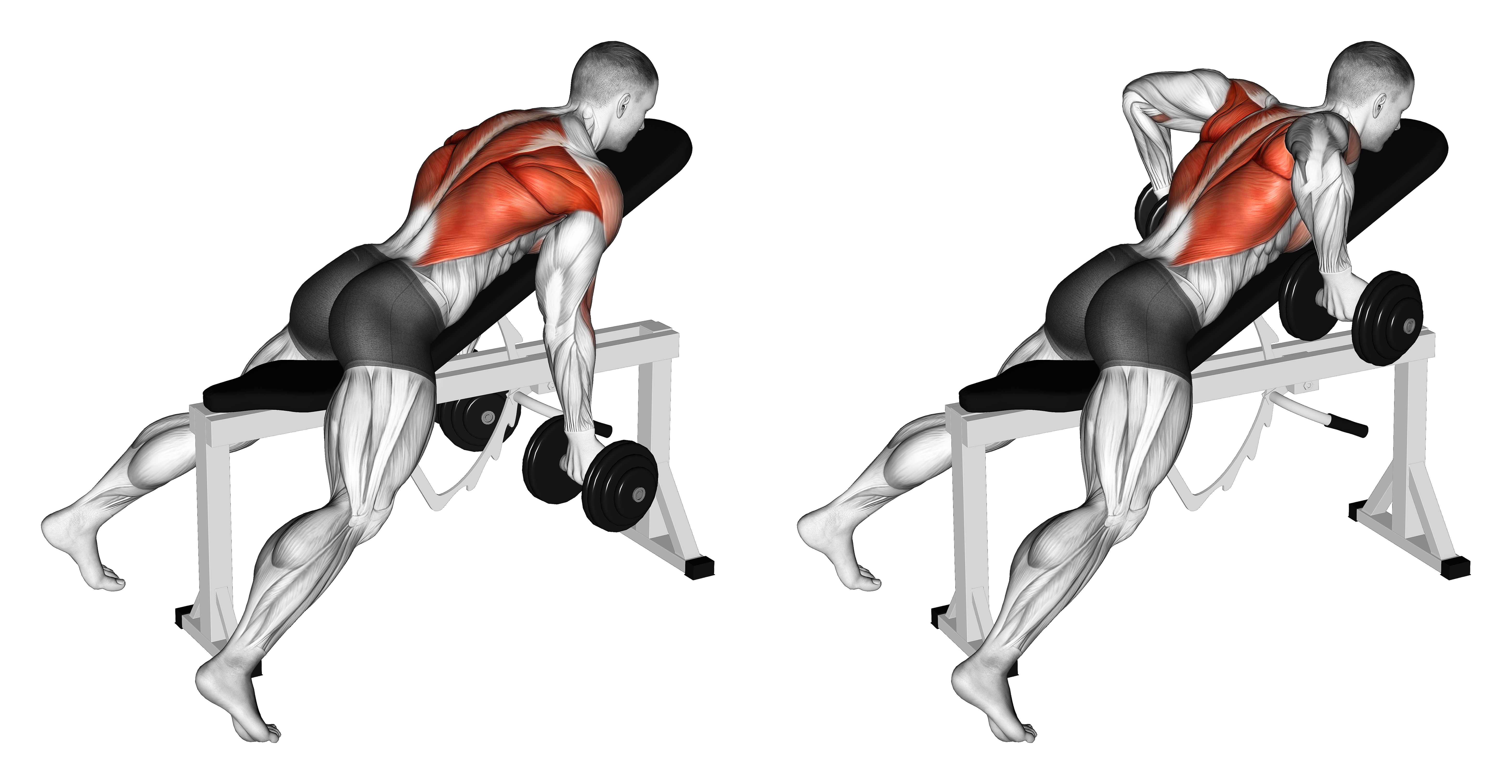 Dumbbell Reverse Grip Incline Bench Two Arm Row