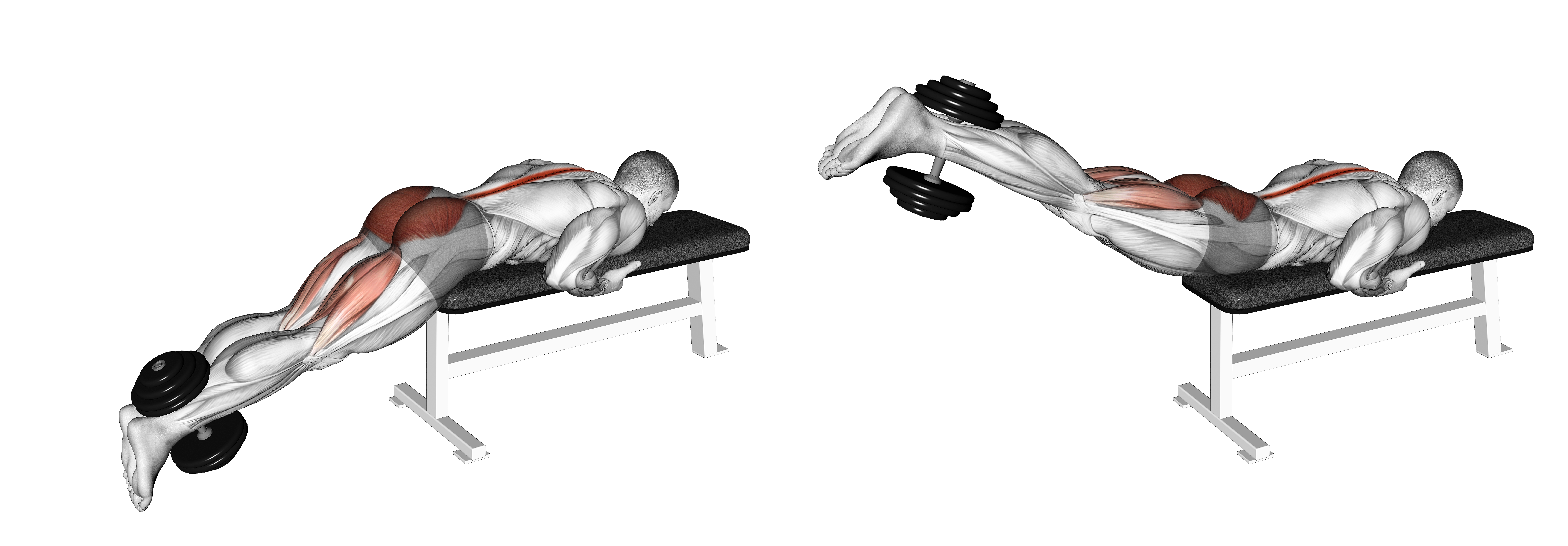 Dumbbell Reverse Hyperextension On Bench