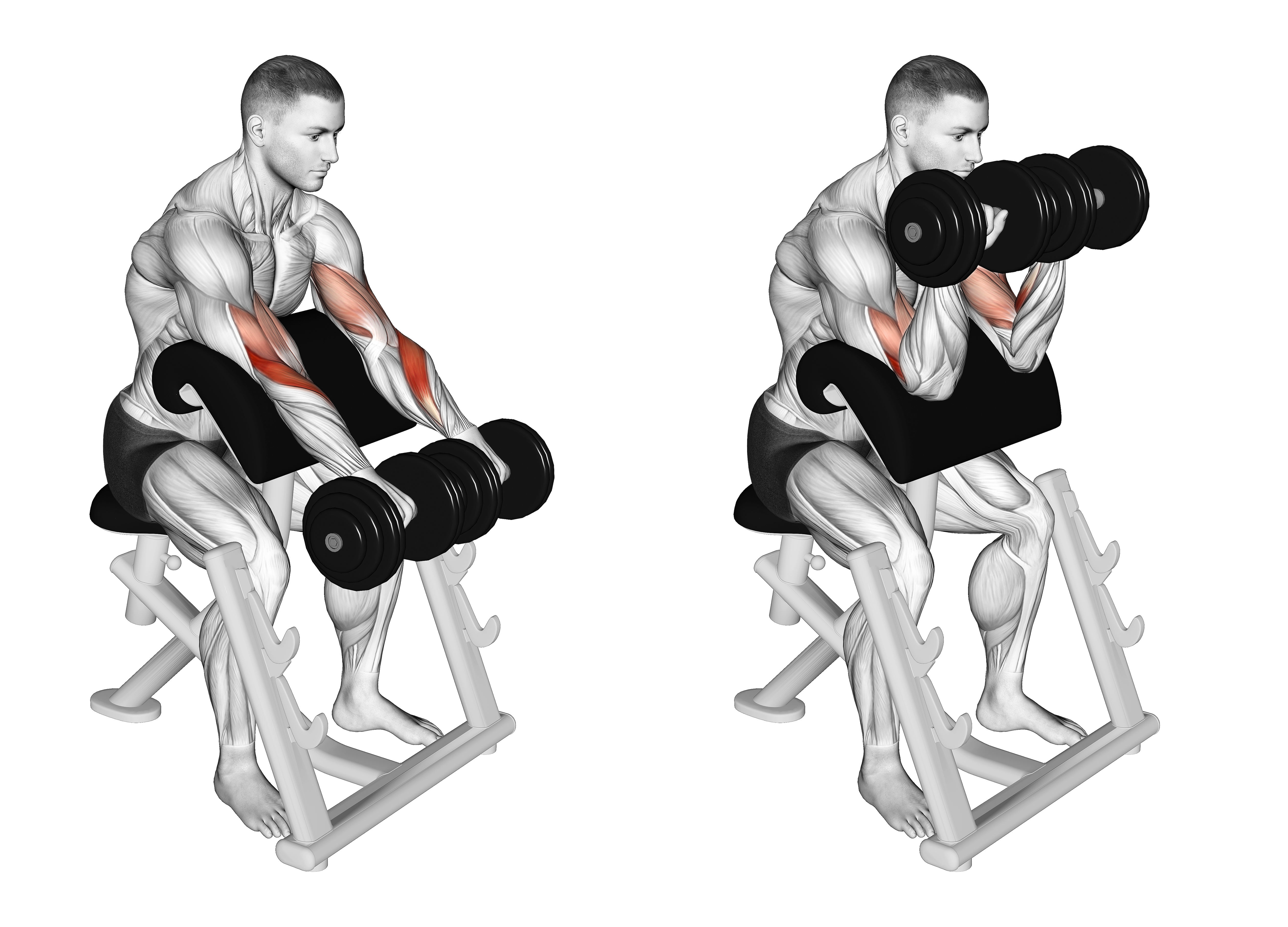 Dumbbell Reverse Preacher Curl