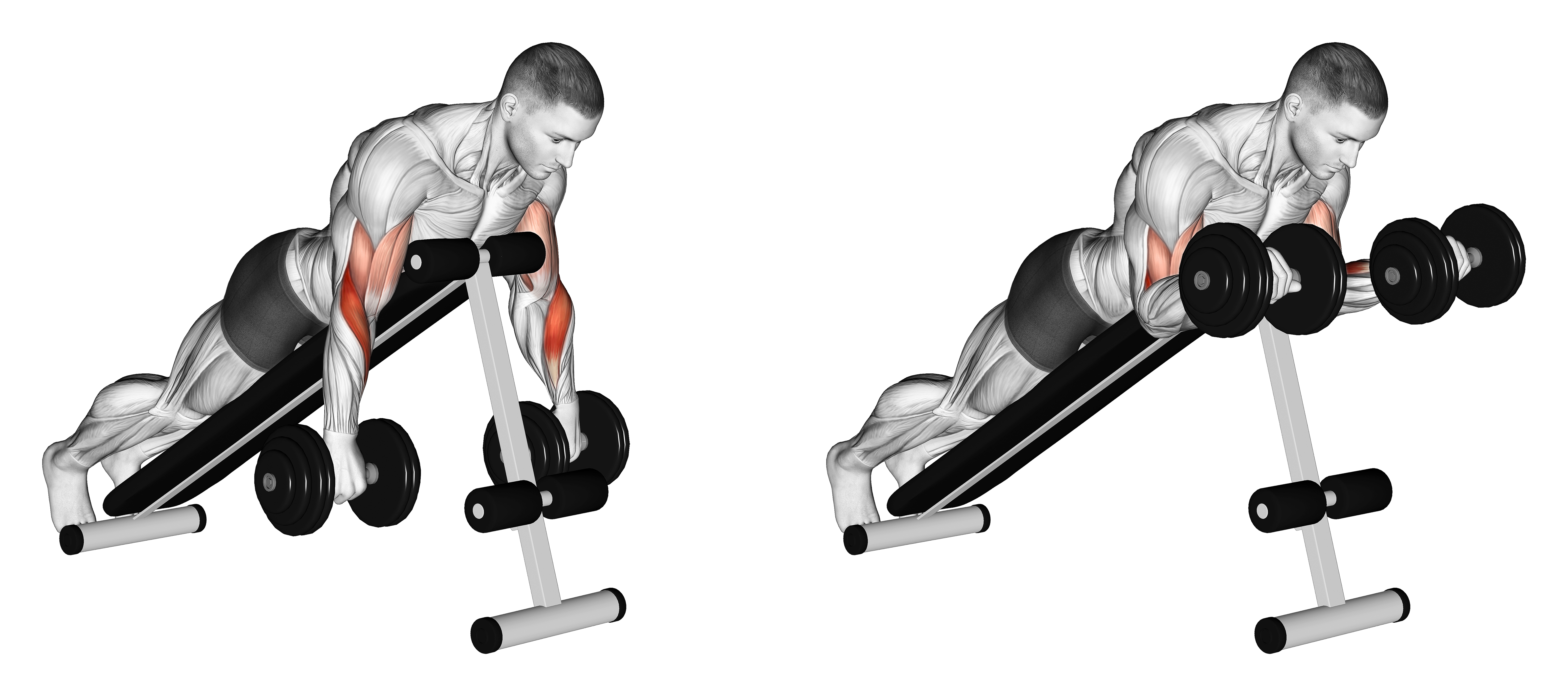 Dumbbell Reverse Spider Curl