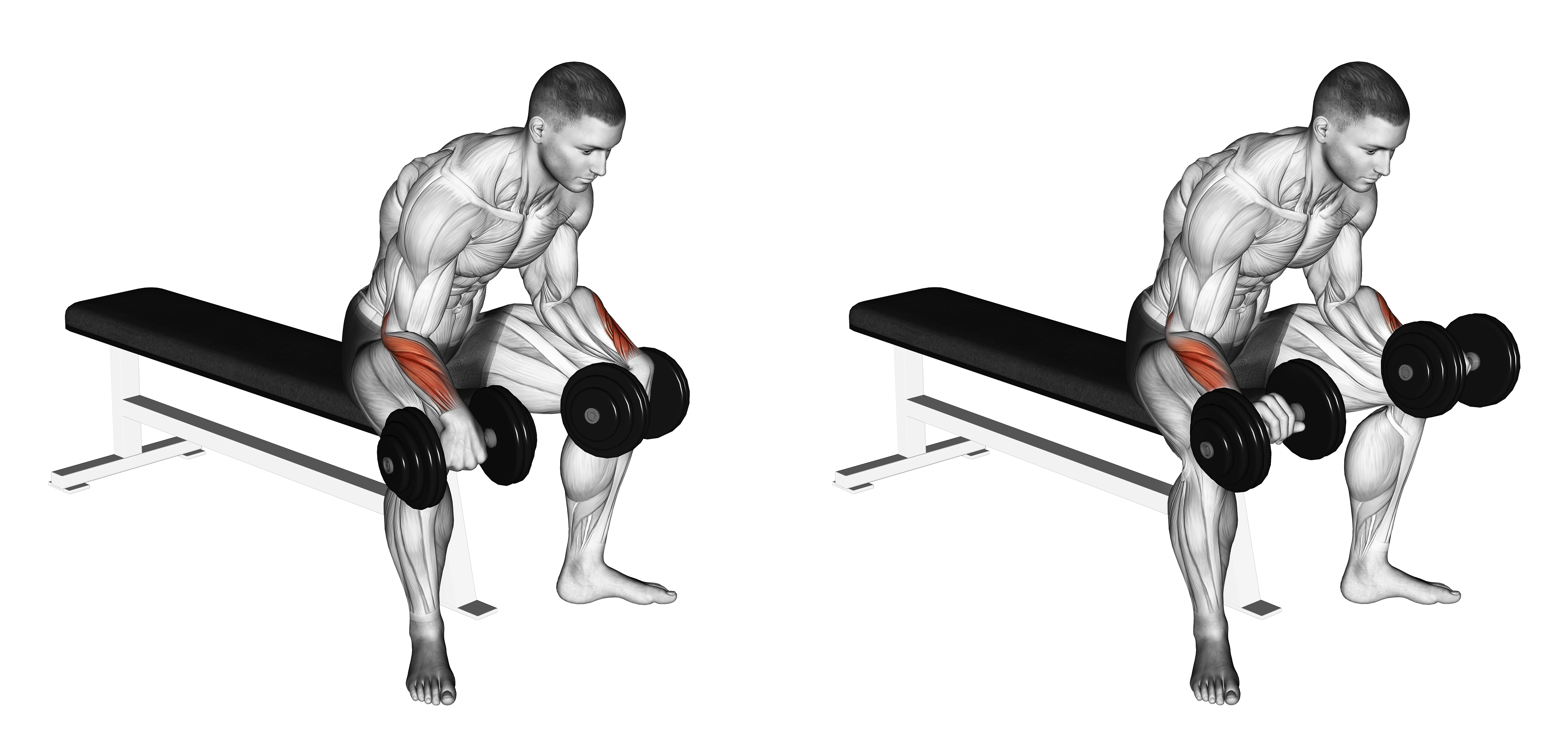 Dumbbell Reverse Wrist Curl