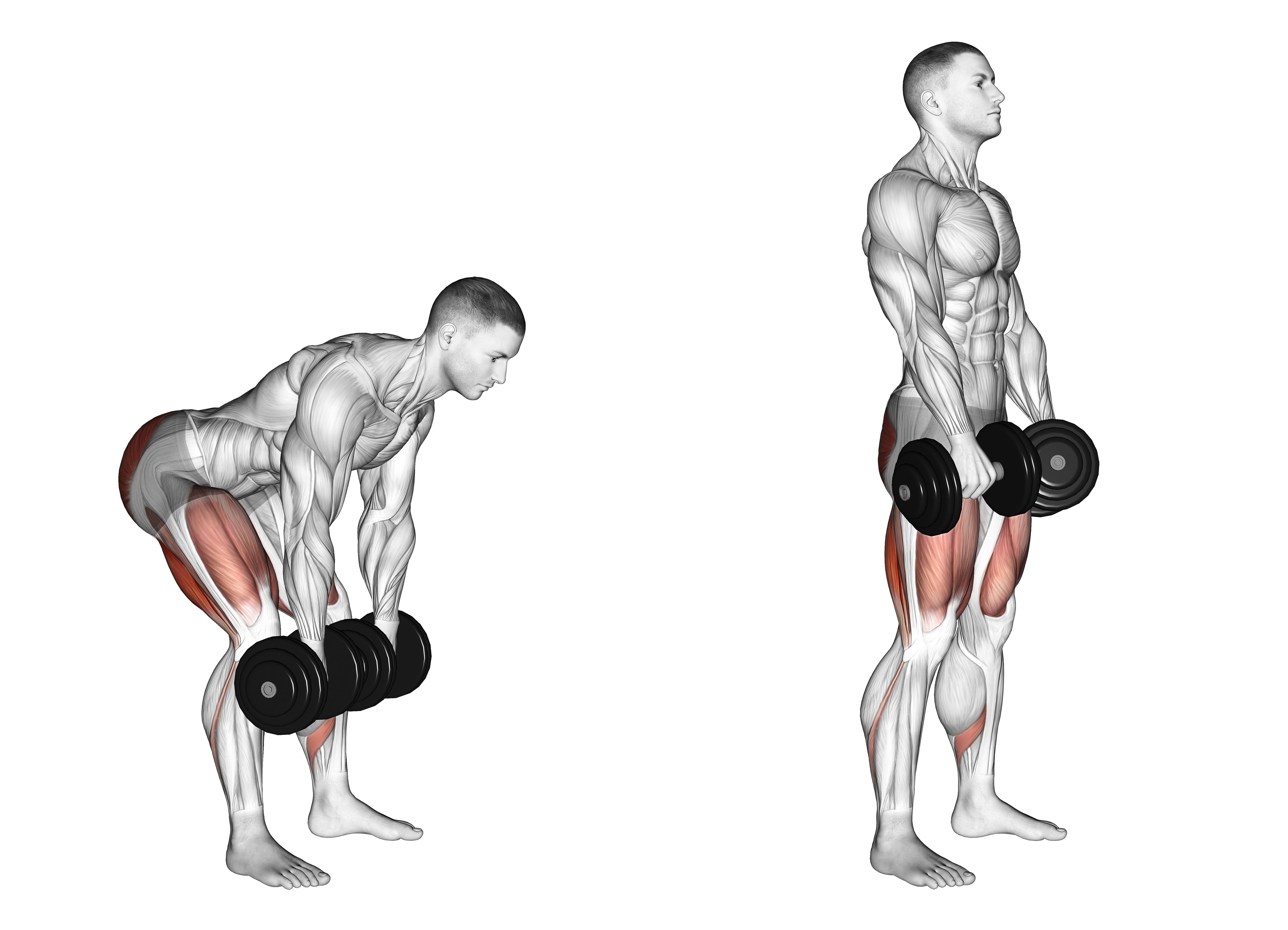Dumbbell Romanian Deadlift
