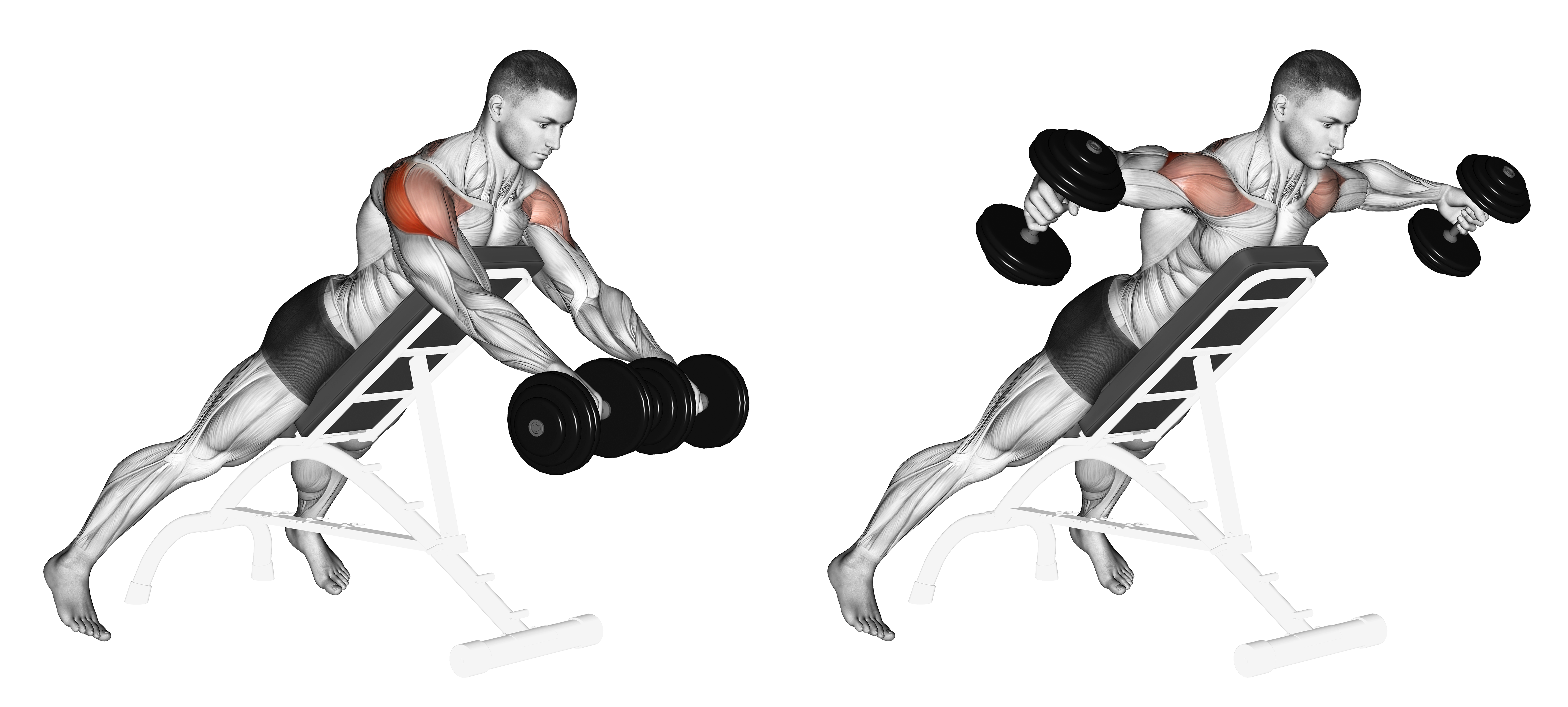 Dumbbell Rotation Reverse Fly