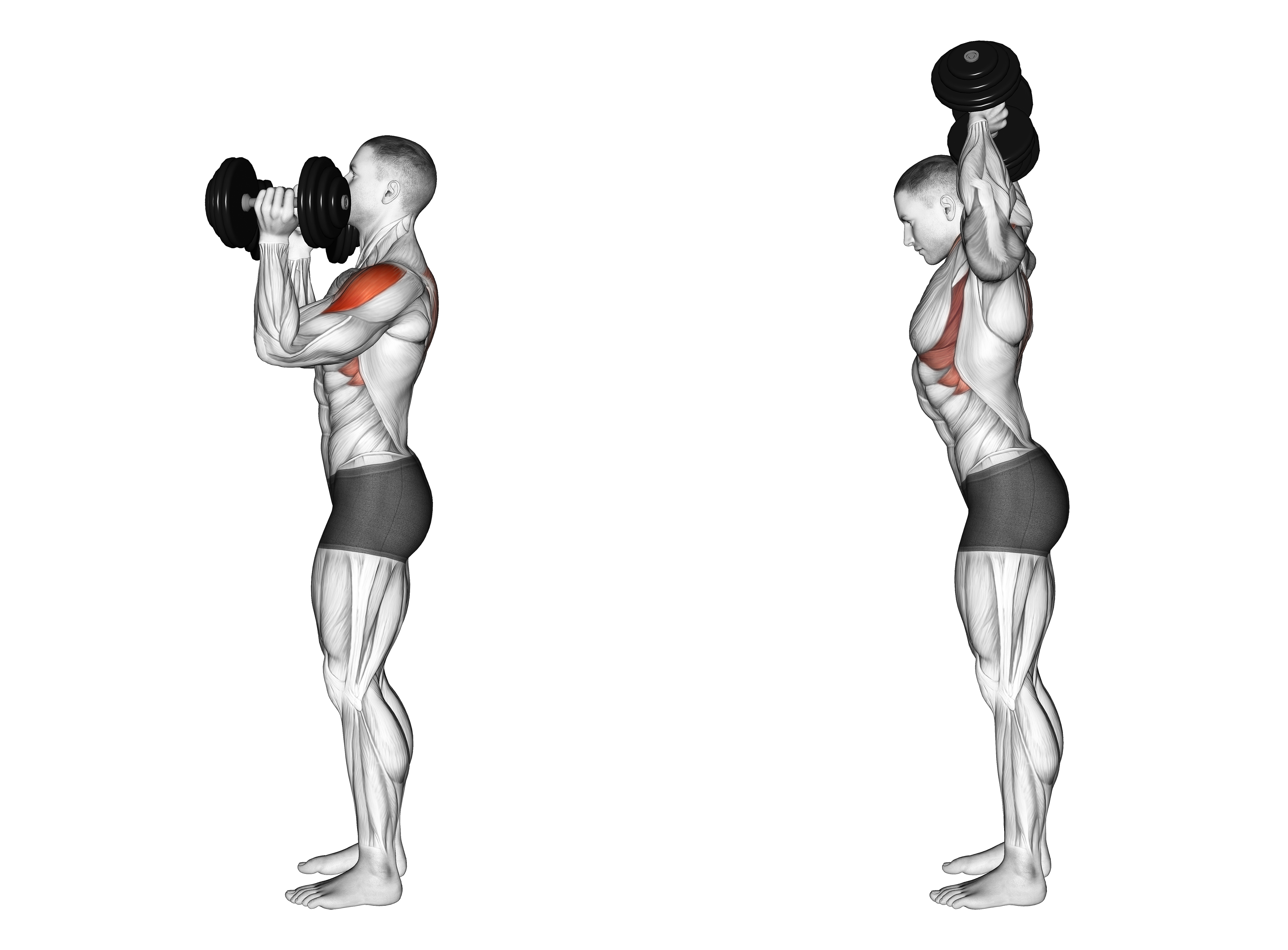 Dumbbell Scott Press