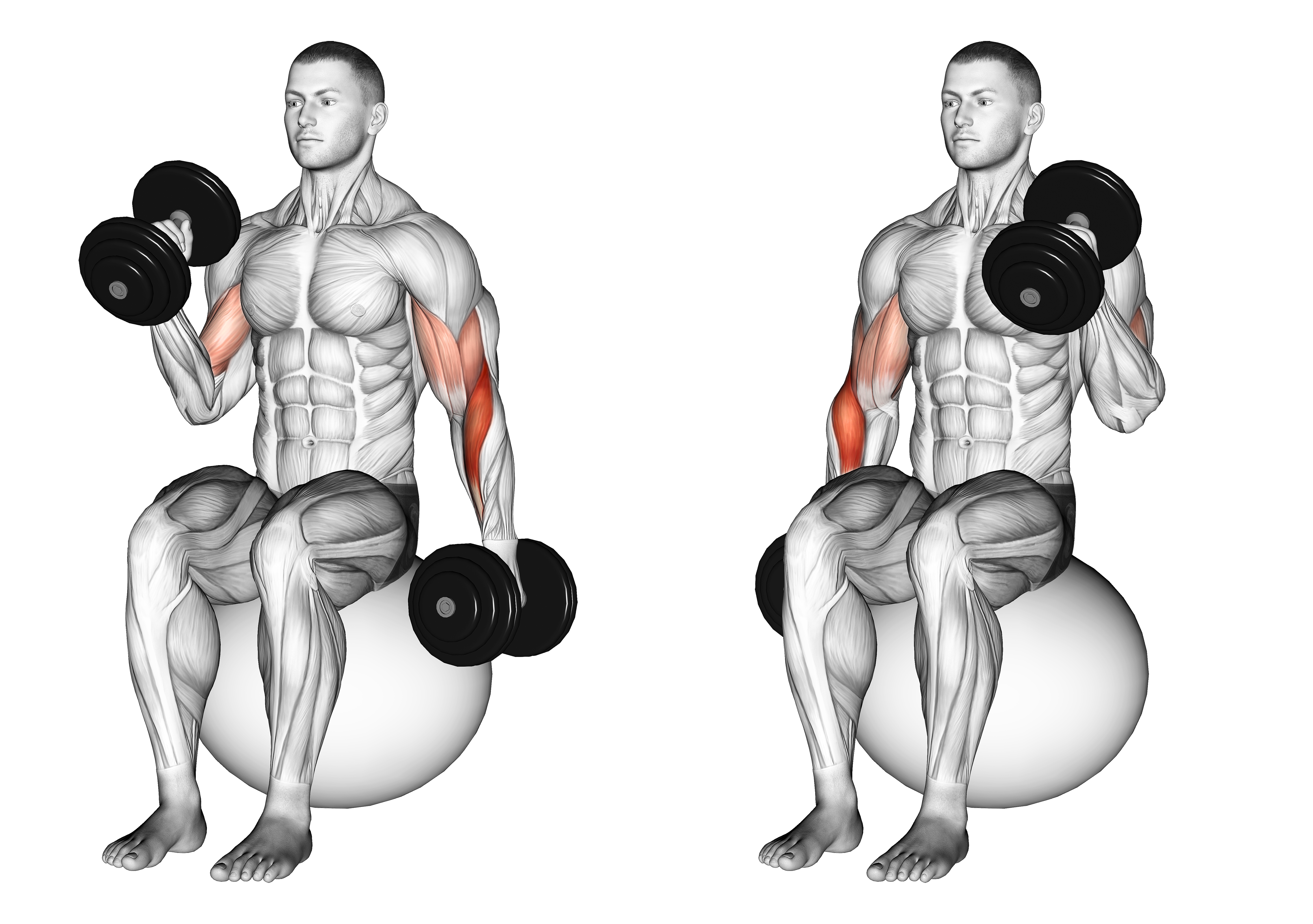 Dumbbell Seated Alternate Hammer Curl On Exercise Ball