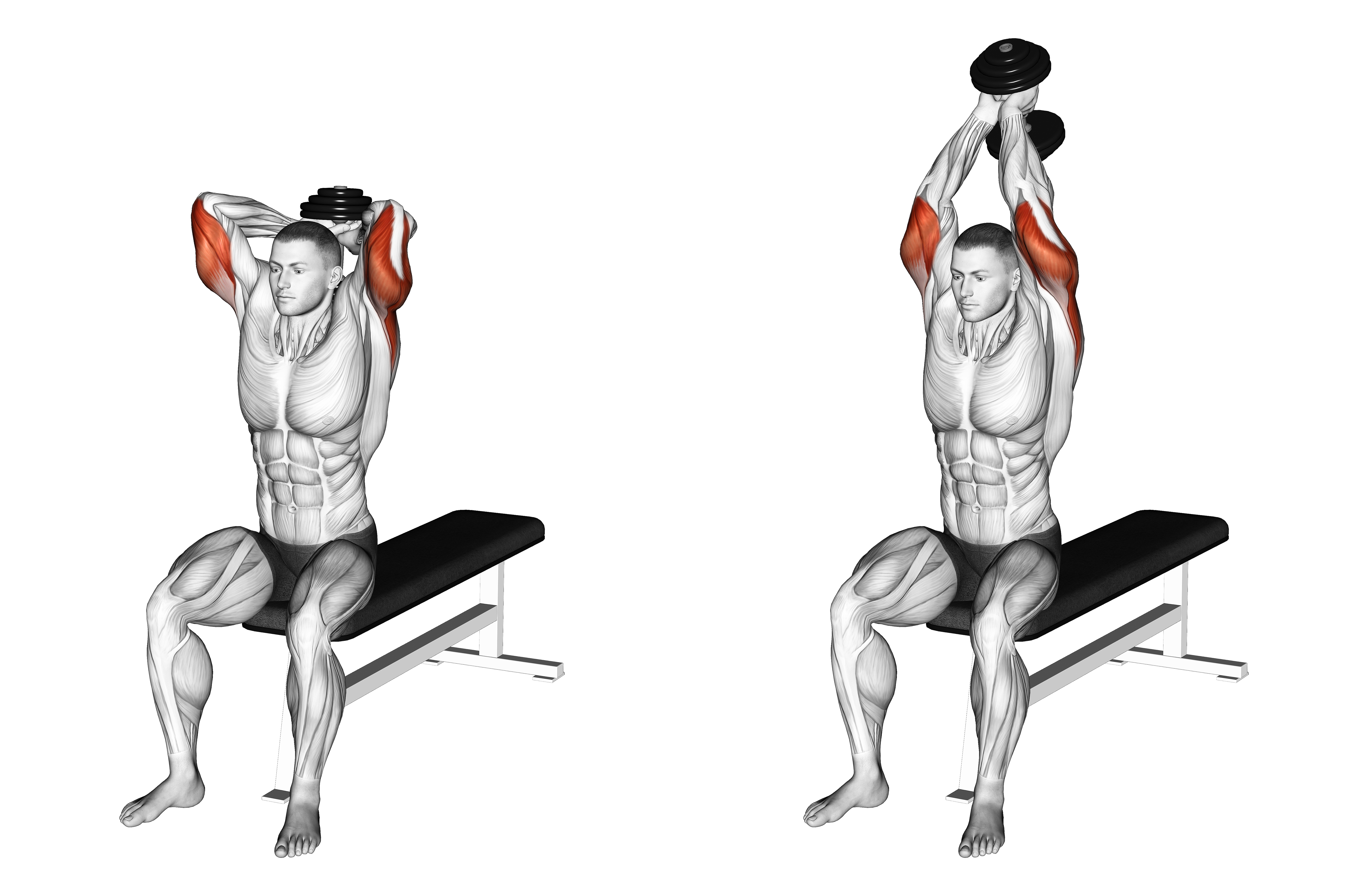 Dumbbell Seated Bench Extension