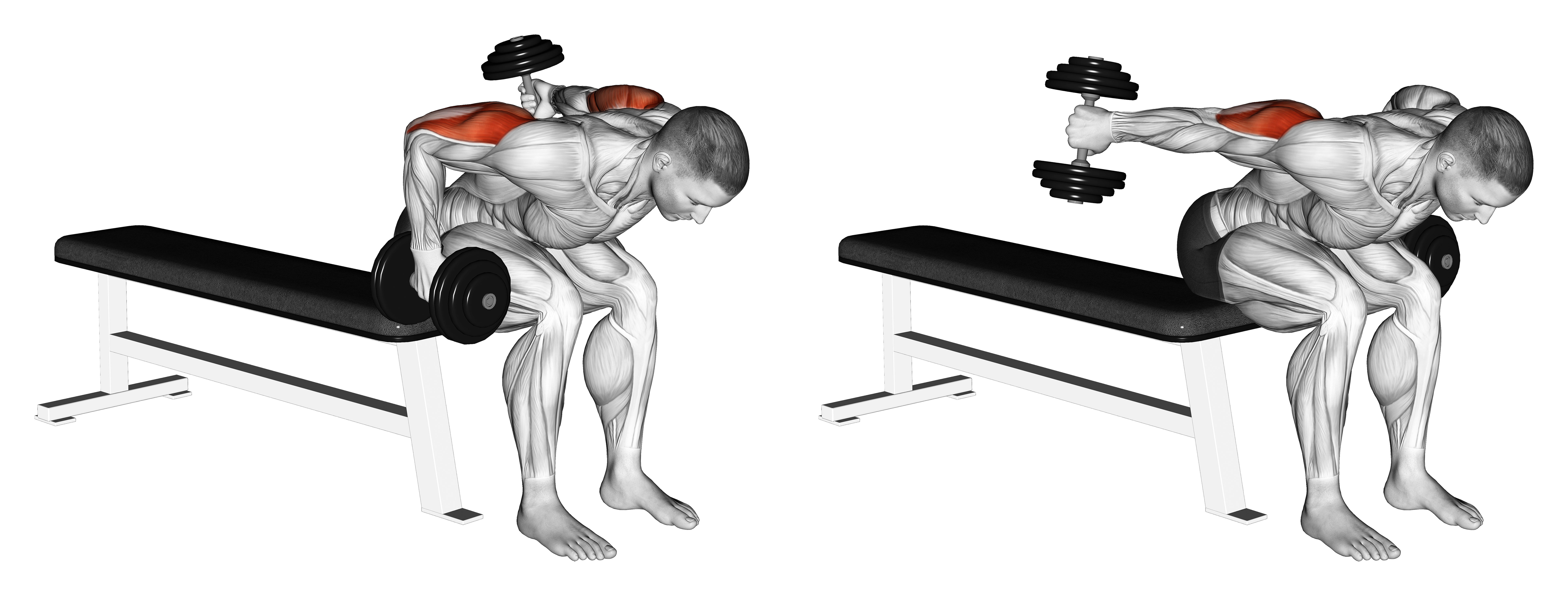 Dumbbell Seated Bent Over Alternate Kickback