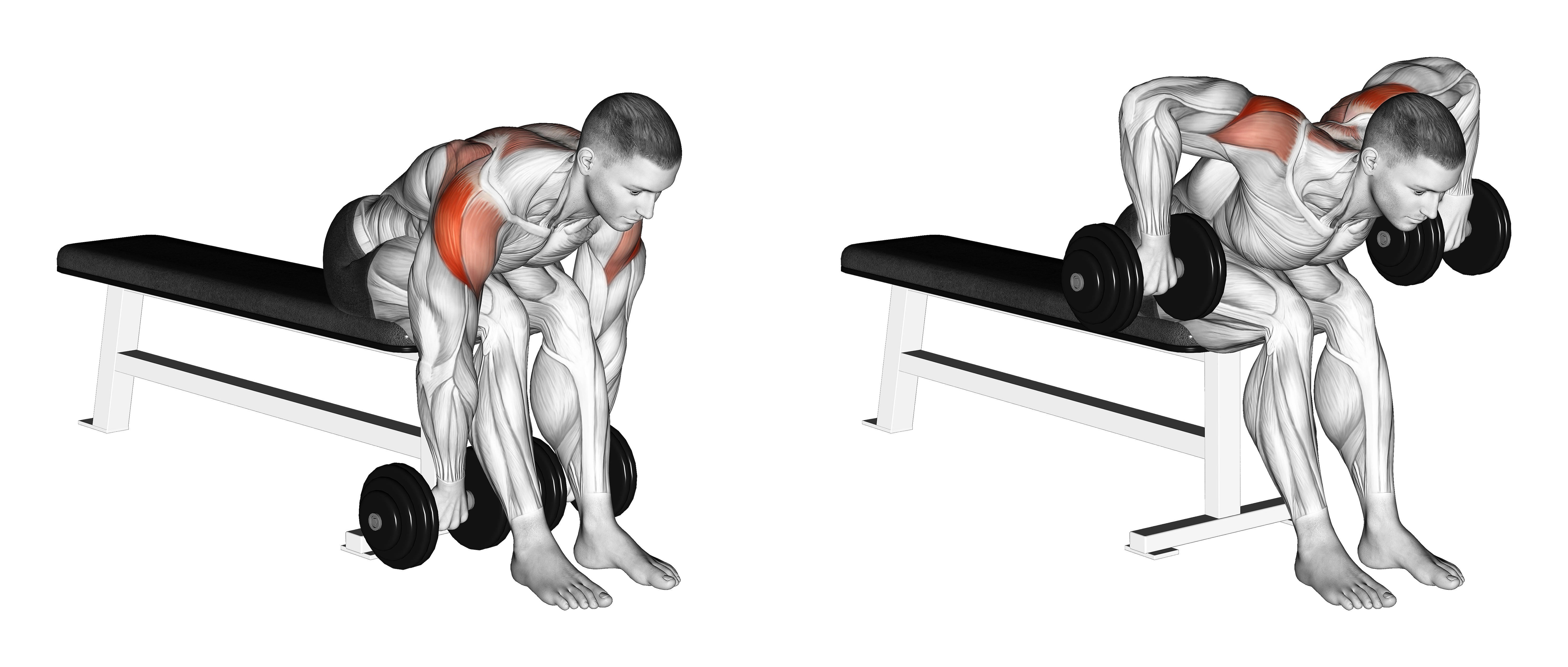 Dumbbell Seated Bent Over Rear Delt Row