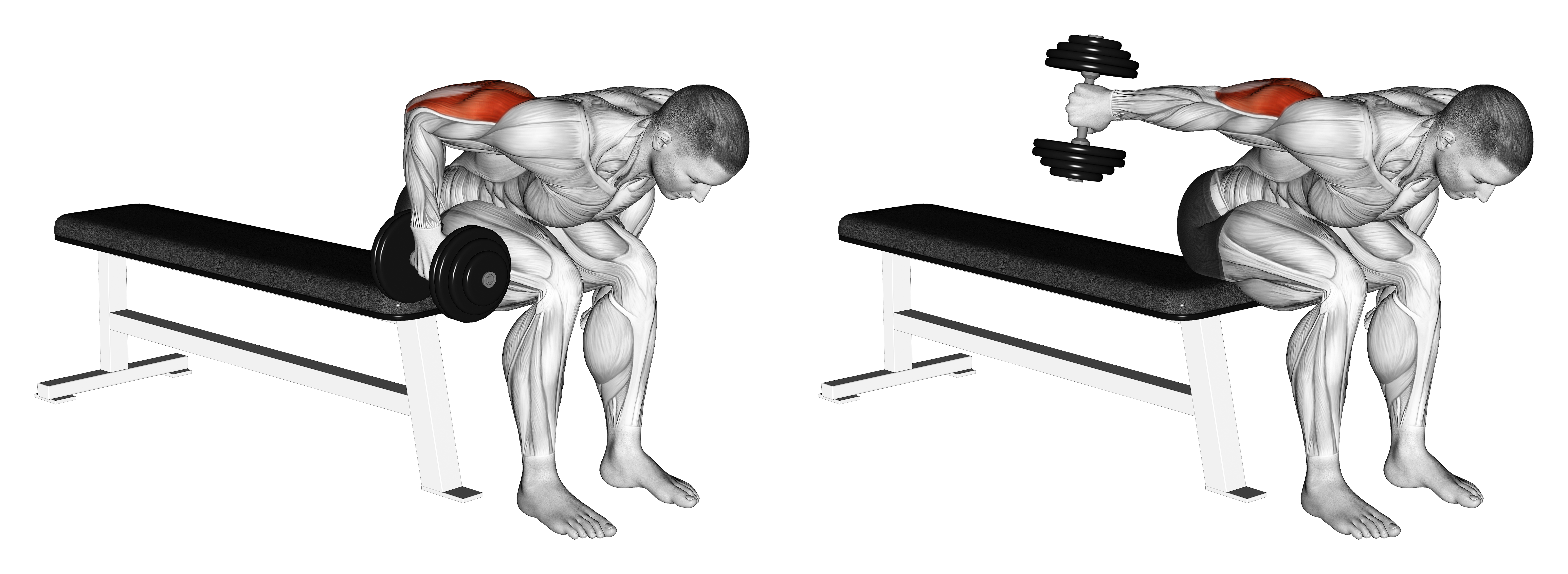 Dumbbell Seated Bent Over Triceps Extension