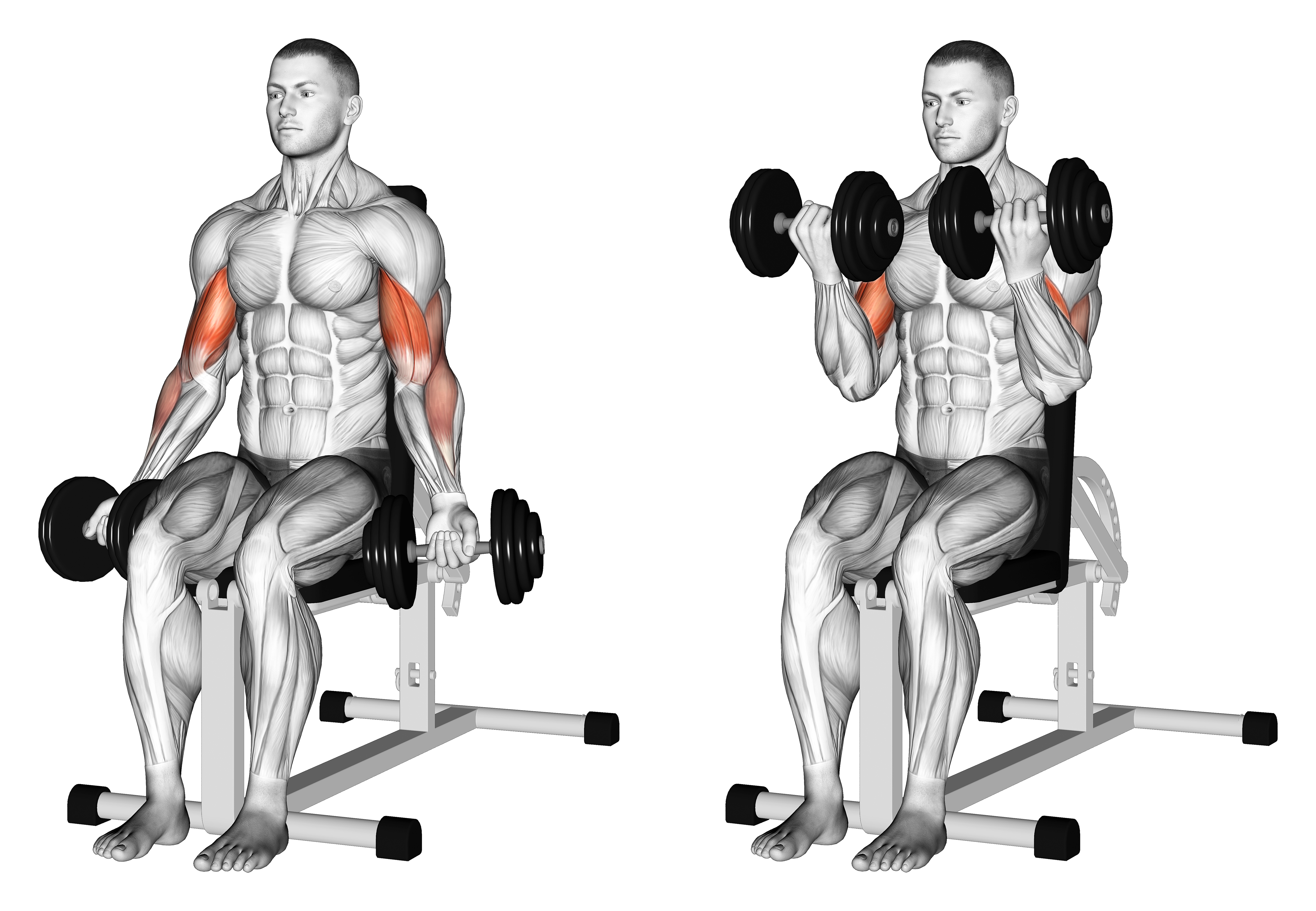 Dumbbell Seated Bicep Curl