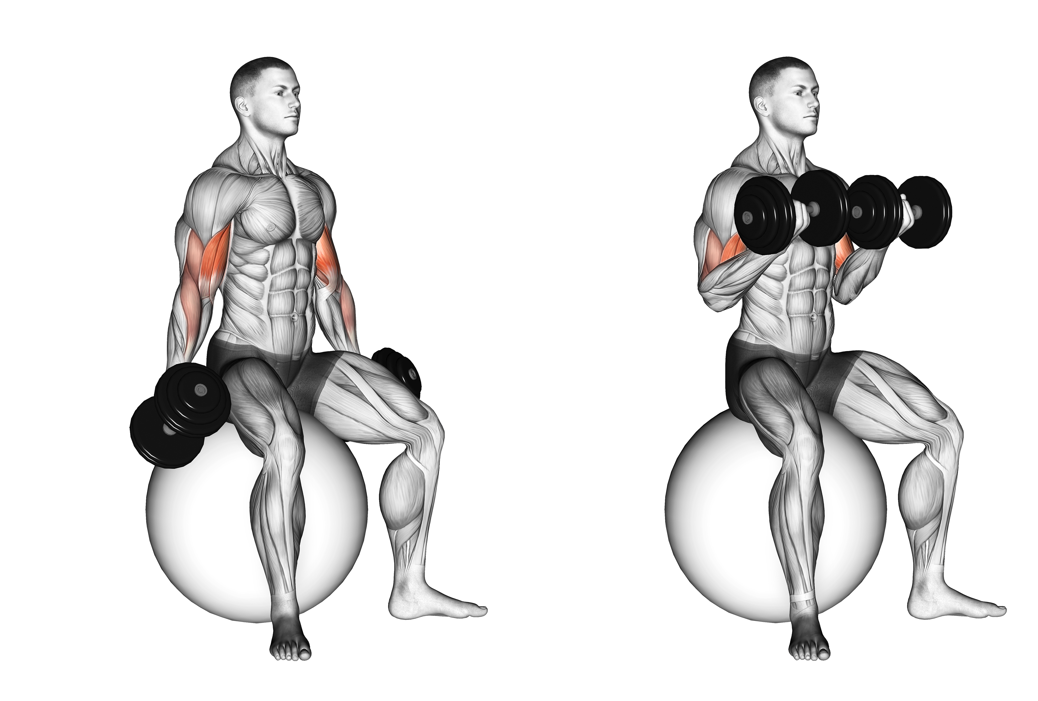 Dumbbell Seated Biceps Curl (on Stability Ball)