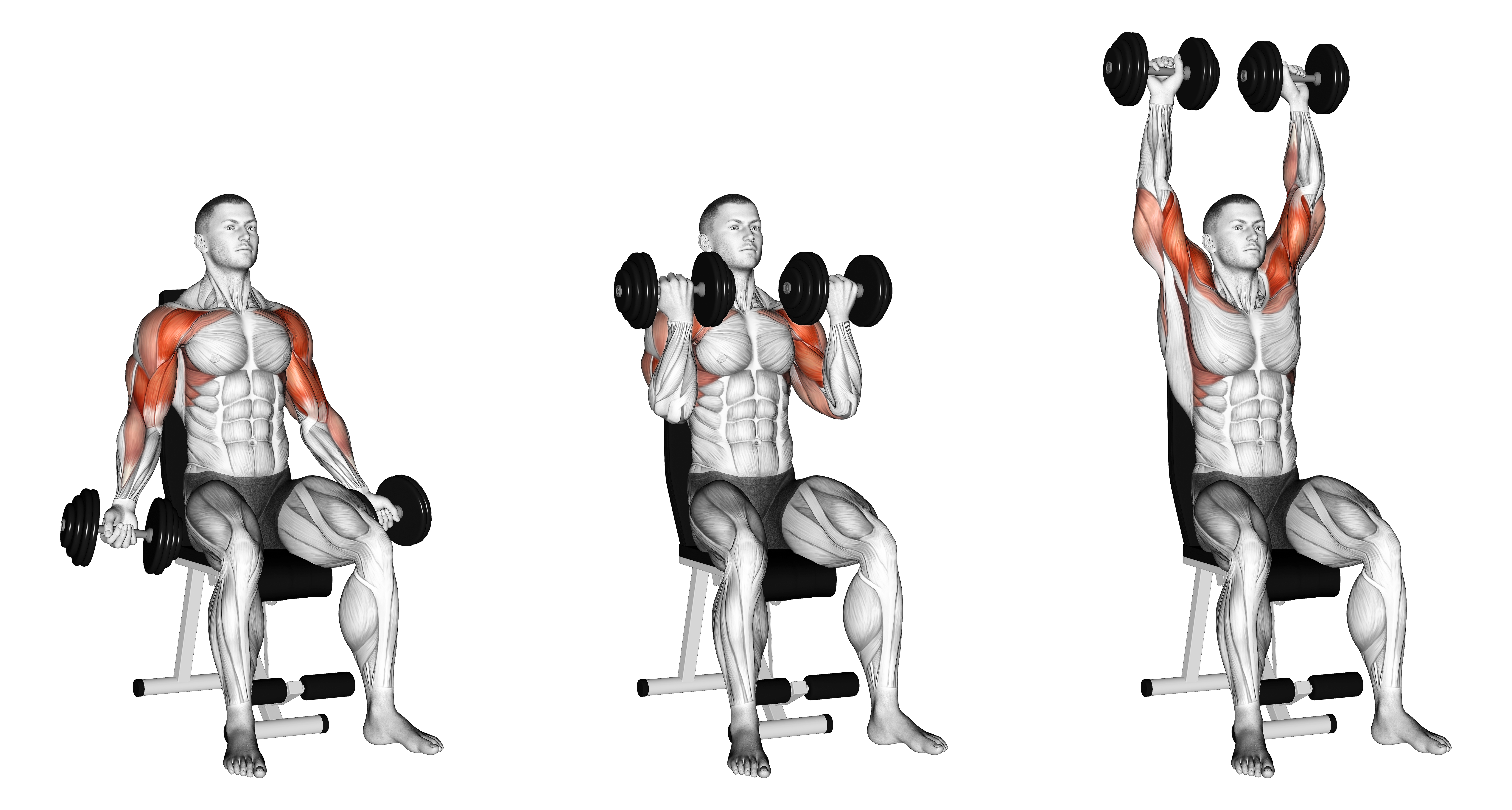 Dumbbell Seated Biceps Curl To Shoulder Press