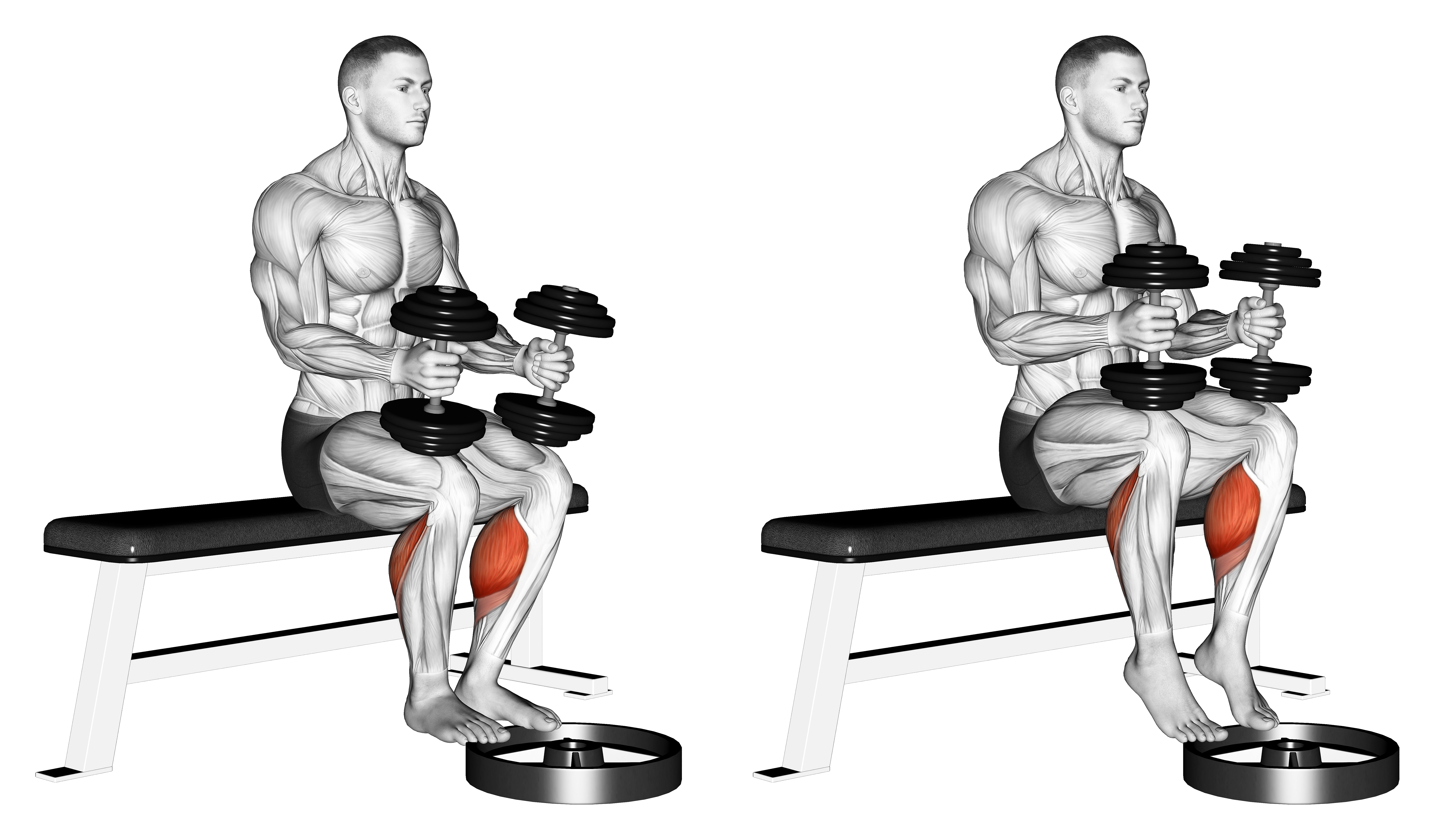 Dumbbell Seated Calf Raise