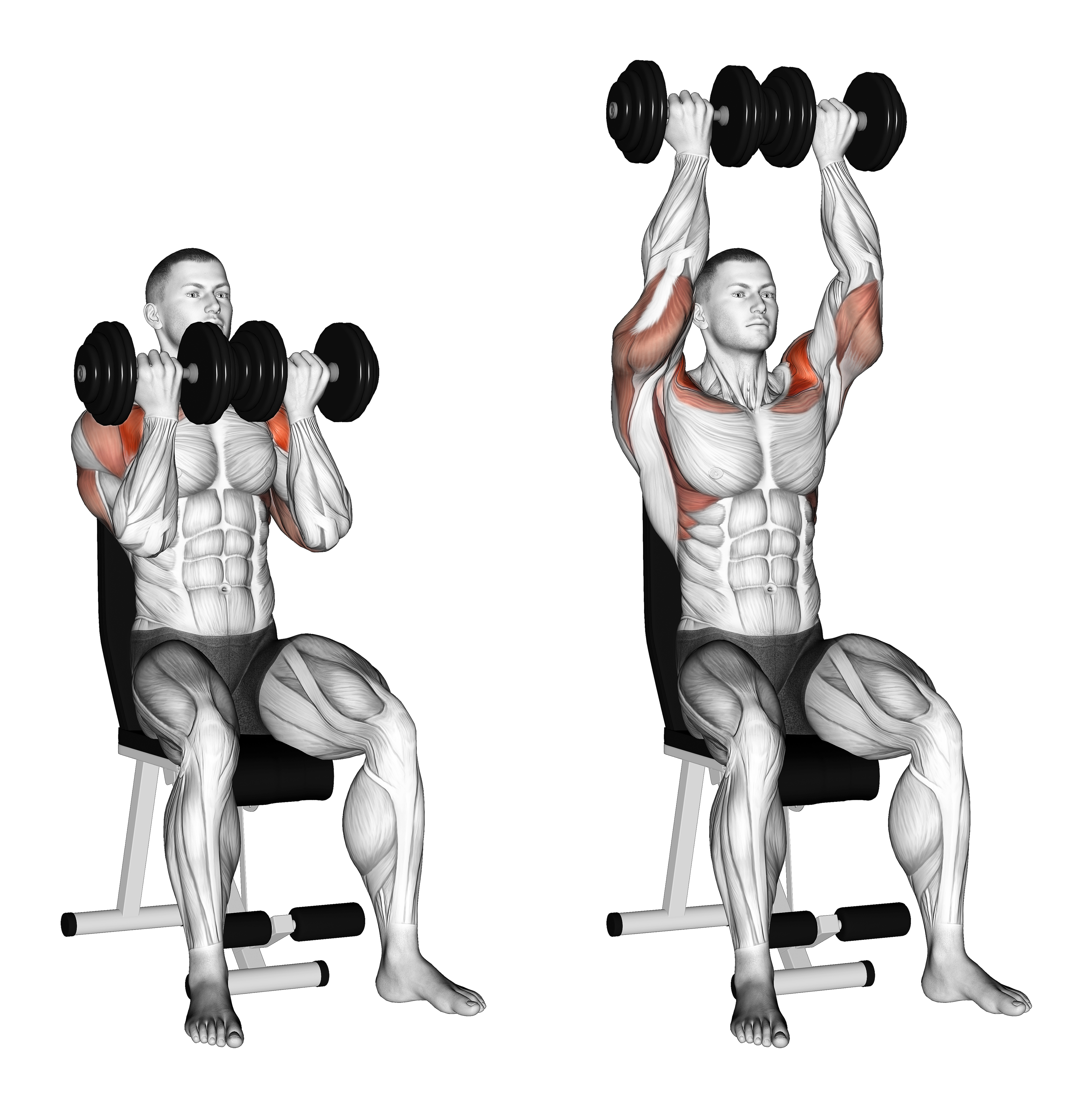 Dumbbell Seated Close Grip Press