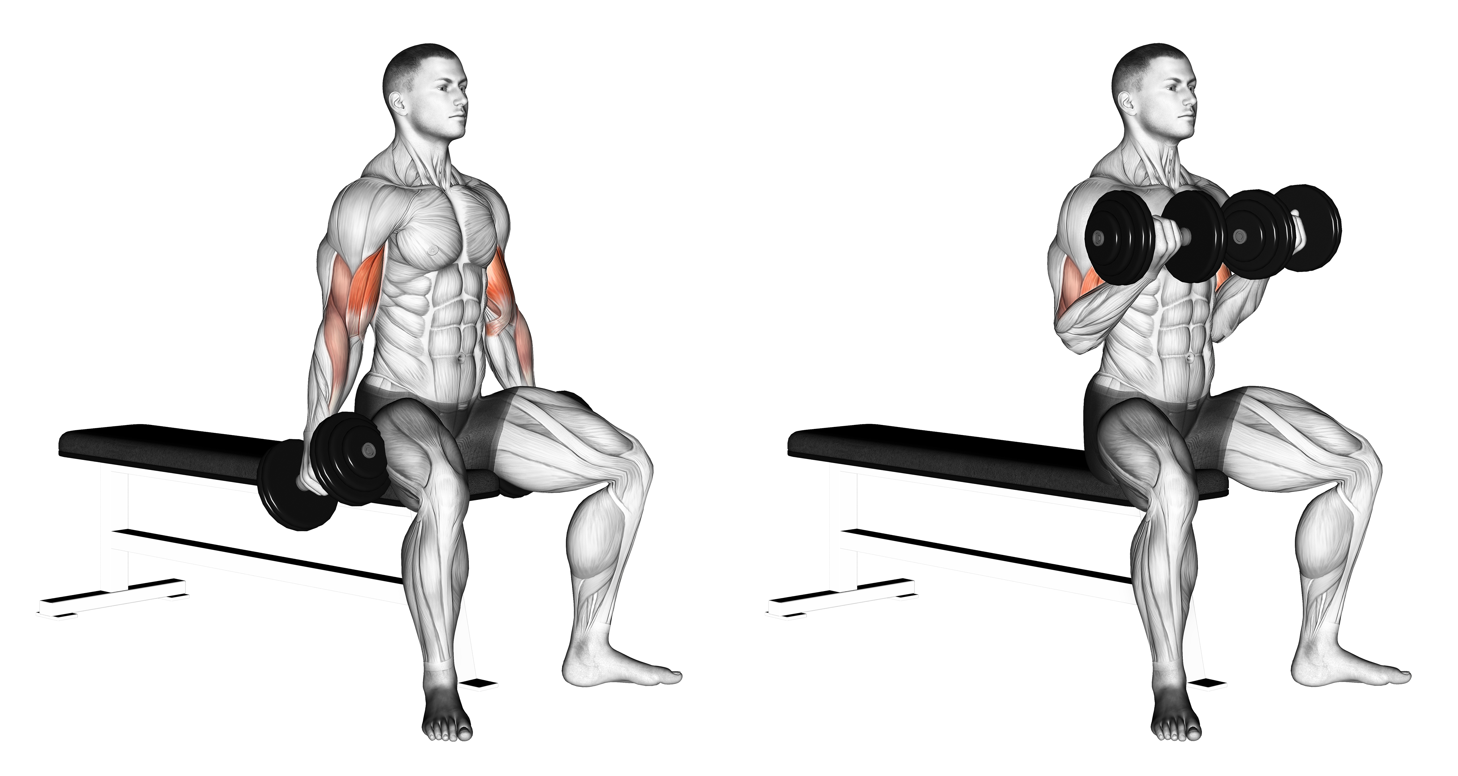 Dumbbell Seated Curl
