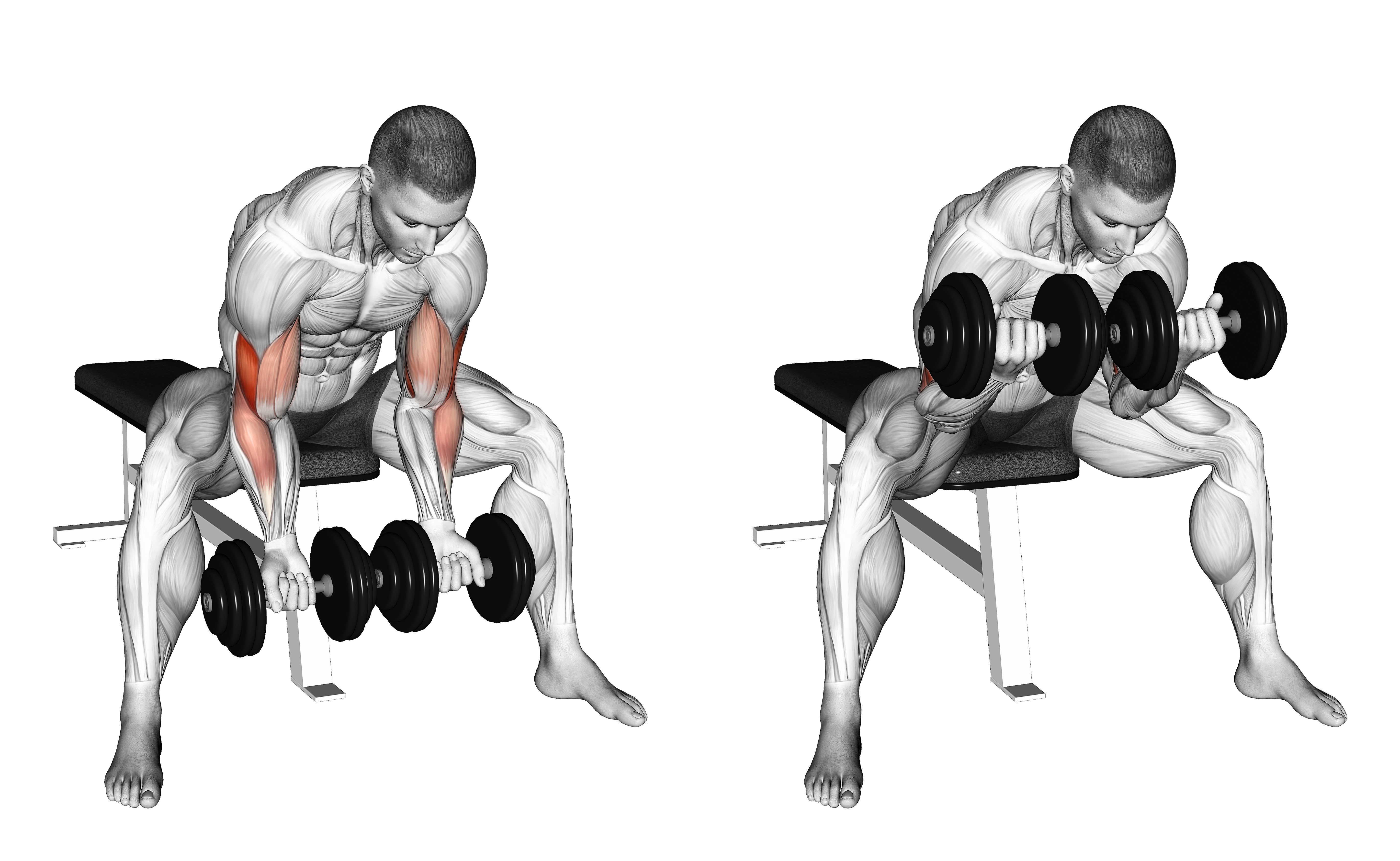 Dumbbell Seated Double Concentration Curl