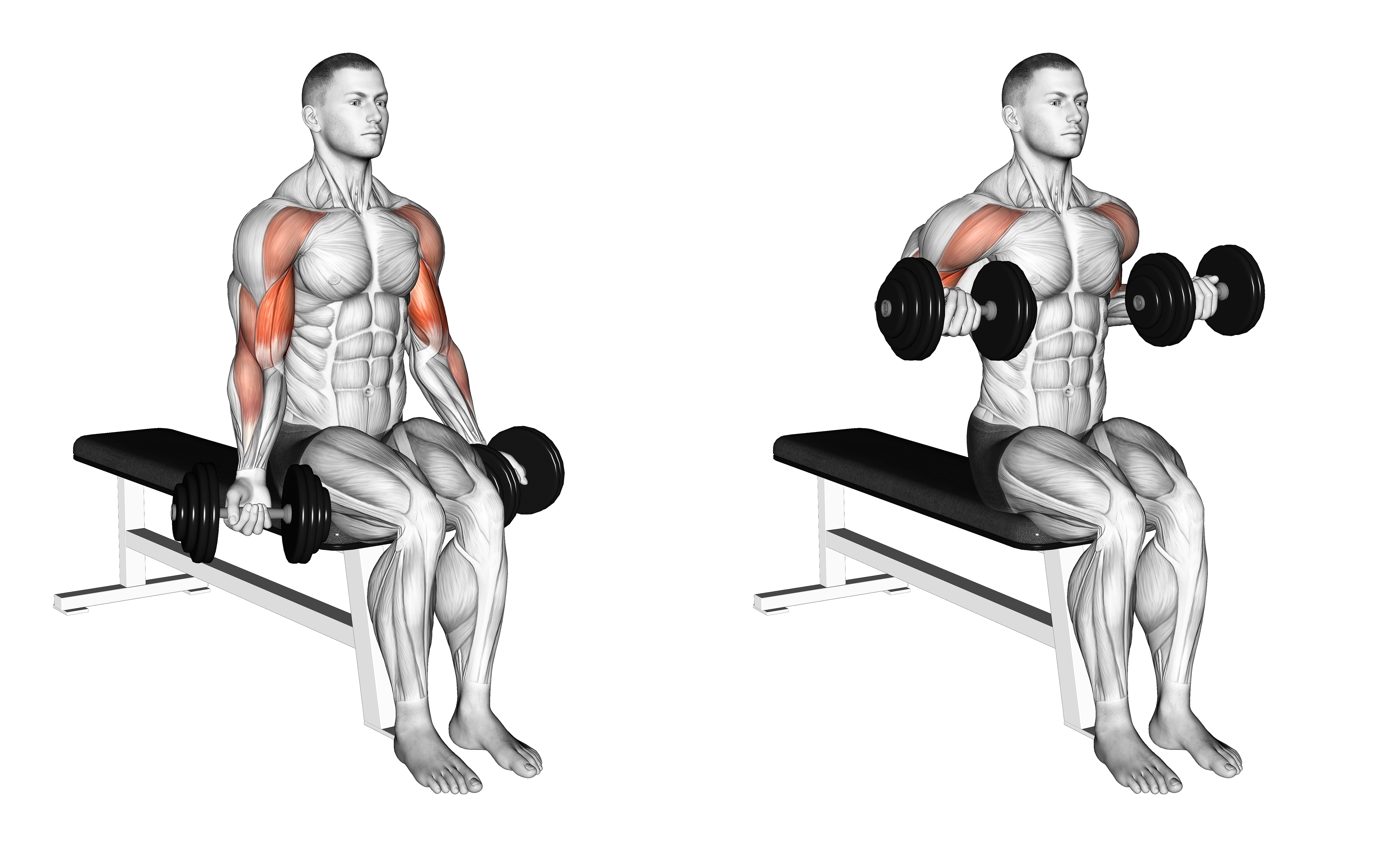 Dumbbell Seated Drag Curl
