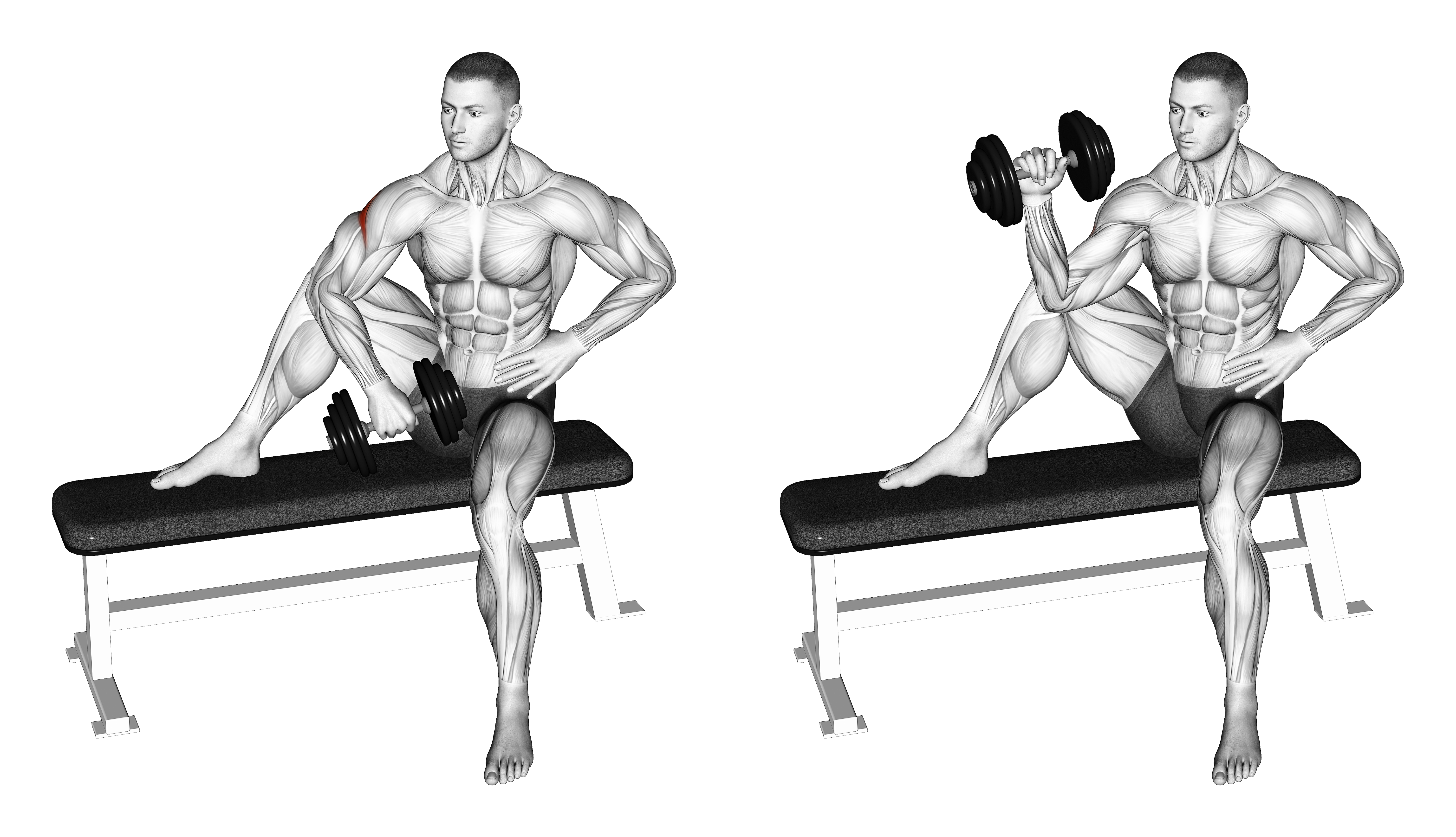 Dumbbell Seated External Shoulder Rotation